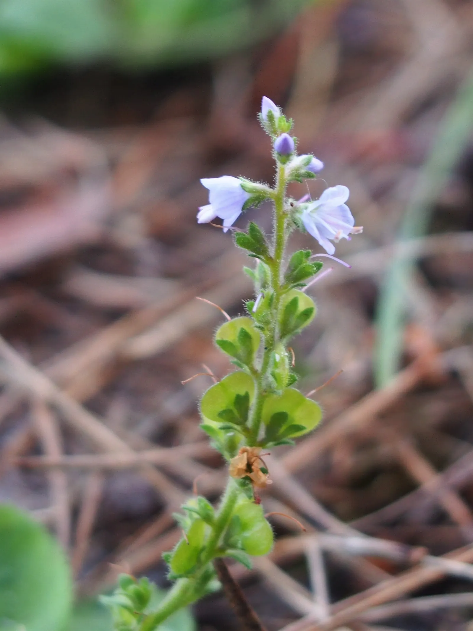 Speedwell (Veronica Repens) — ground cover with white blooms
