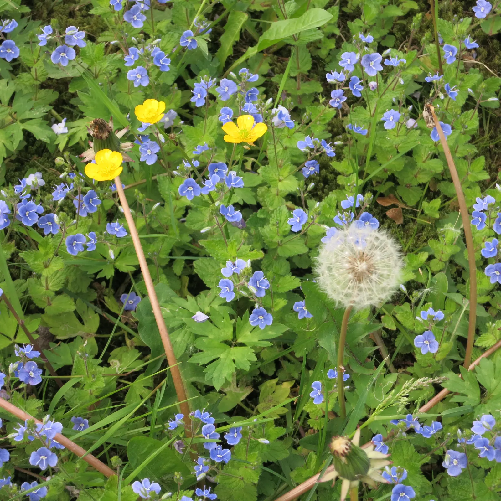 Speedwell (Veronica Repens) — It is versatile enough to tolerate partial shade or full sun