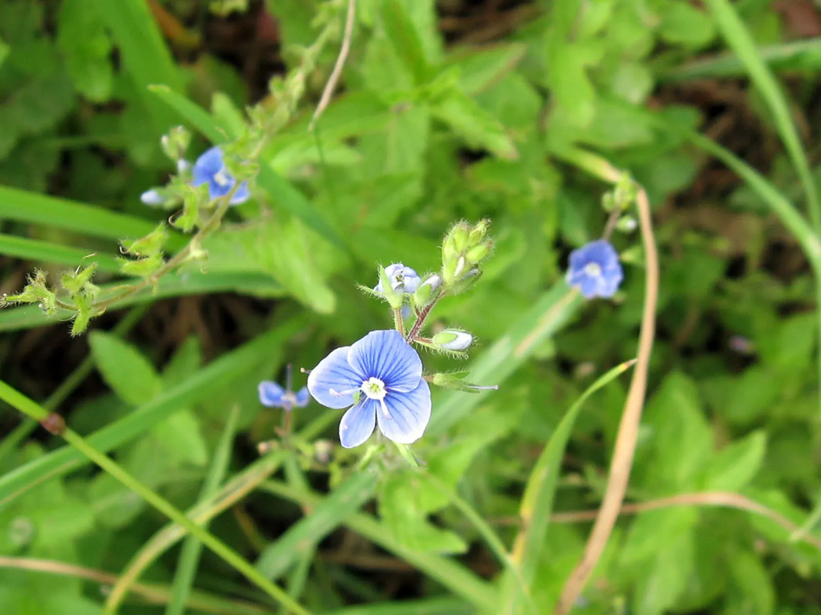 Speedwell (Veronica Repens) — creating a lush carpet of foliage; requiring little care while providing an extended season of visual interest, image 68