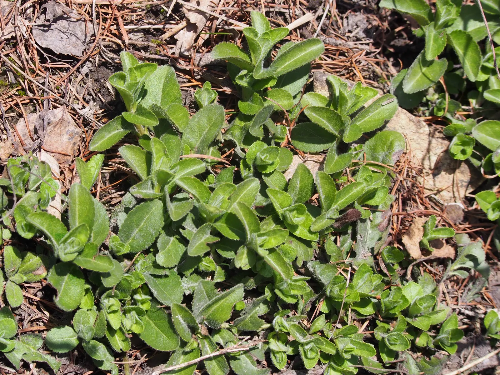 Speedwell (Veronica Repens) — fill in between stepping stones