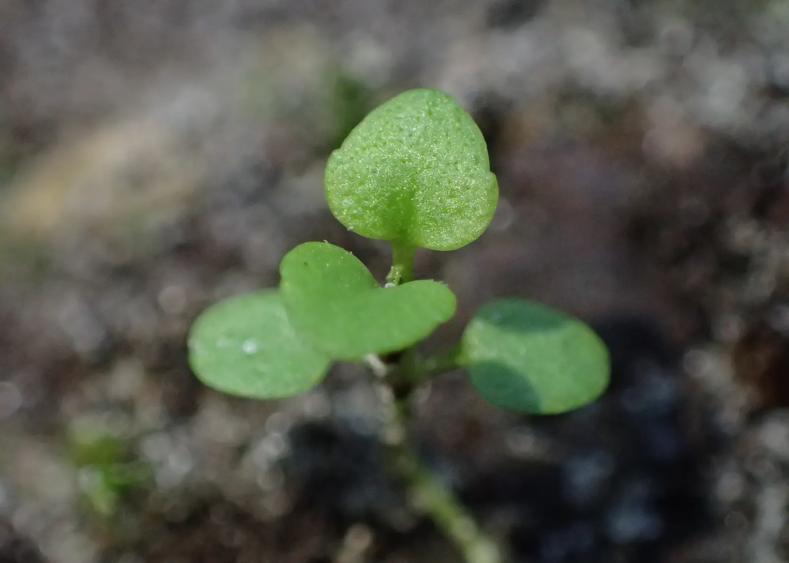 Speedwell (Veronica Repens) — the Veronica repens will be a charming and dependable component of their garden; requiring little care while, image 136
