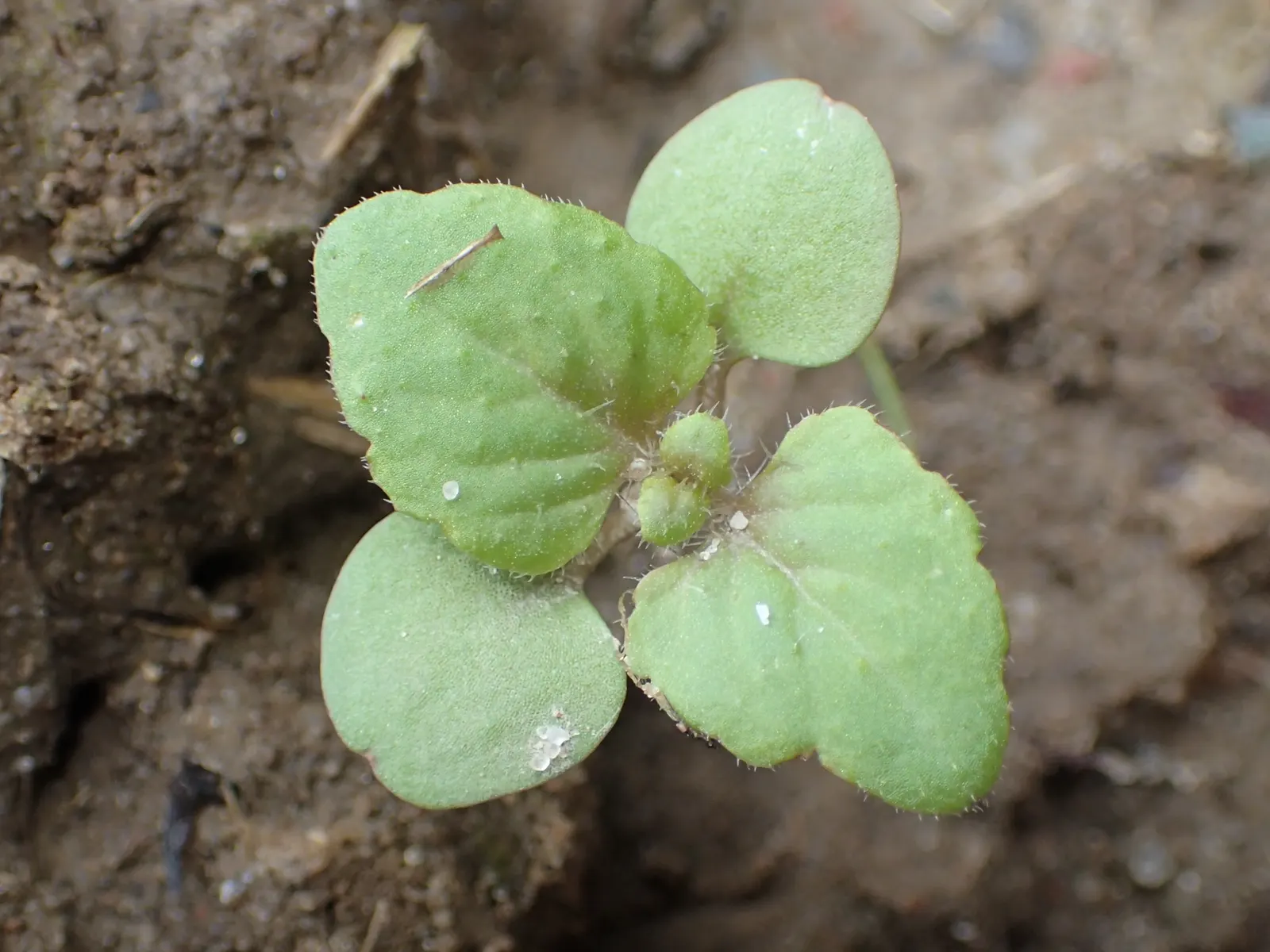 Speedwell (Veronica Repens) — which bring a splash of color and can attract pollinators such as bees and butterflies to the garden; making it an, image 99