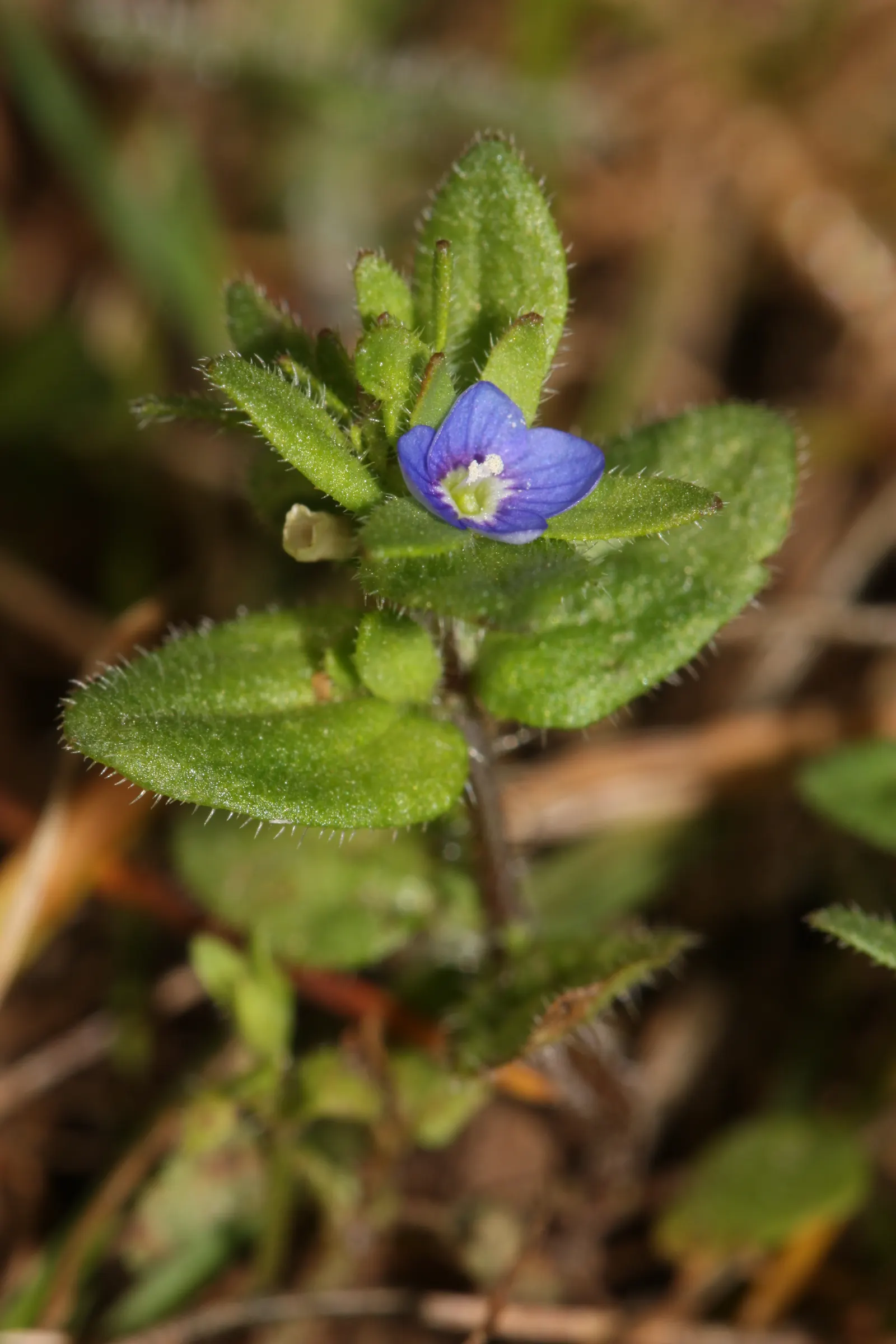 Speedwell (Veronica Repens) — This low-growing plant typically reaches heights of about 1 to 2 inches; with a spreading habit that can extend outwards to 12 to