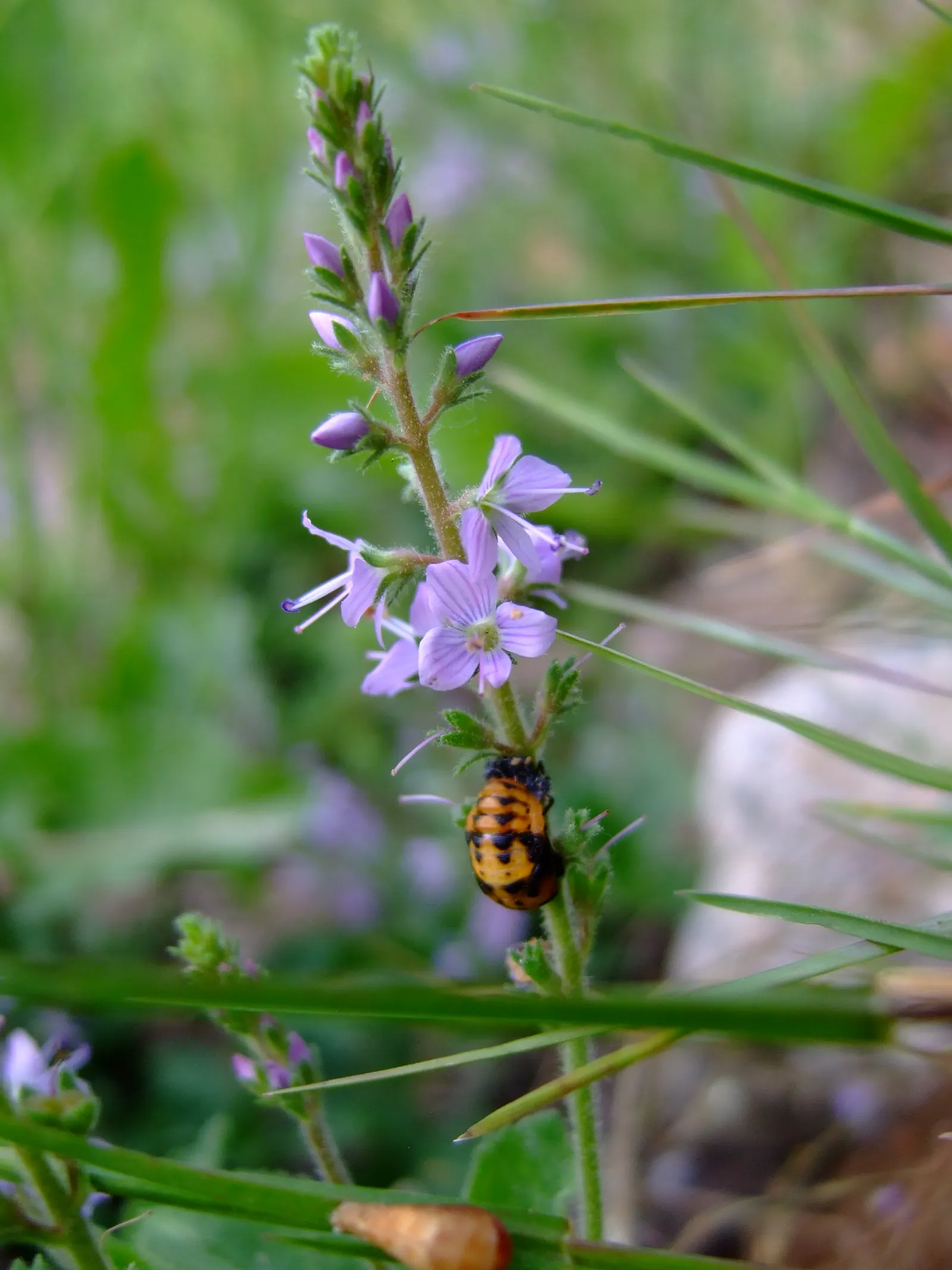 Speedwell (Veronica Repens) — perennial ground cover that is notable for its adaptability and ease of care; ideally suited for ground cover or, image 65