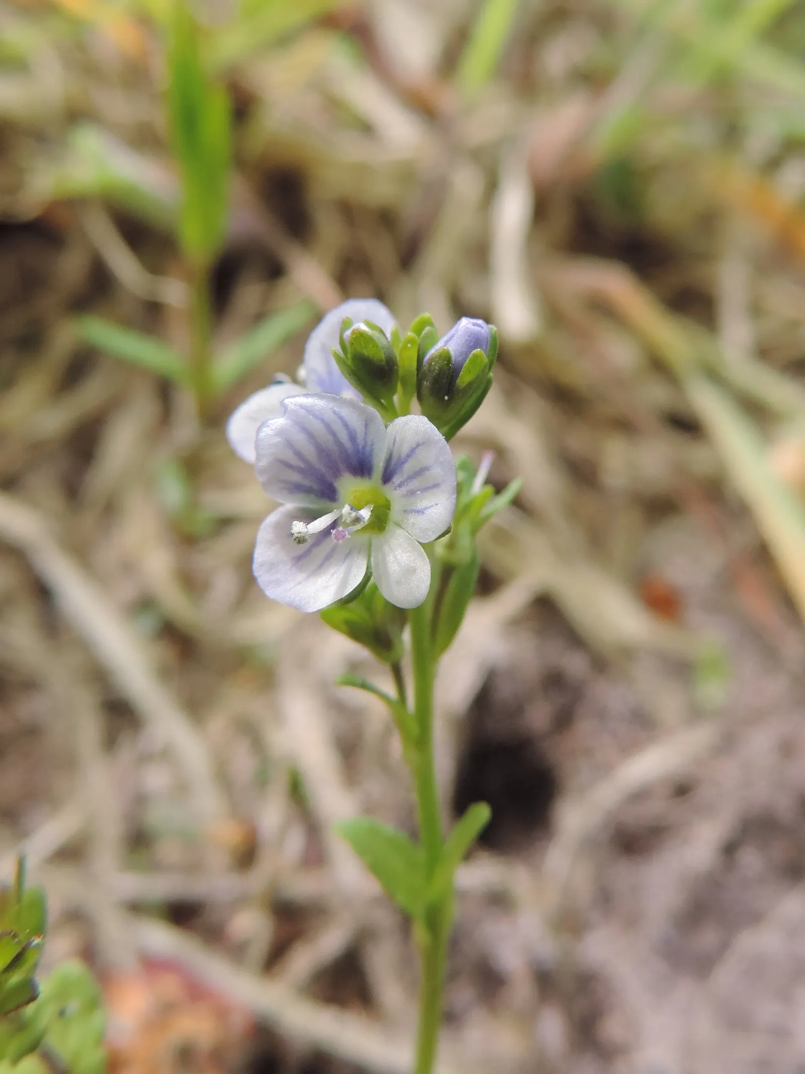 Speedwell (Veronica Repens) — spreading 12-18 inches wide; making it an excellent choice for a variety of landscape designs, image 87