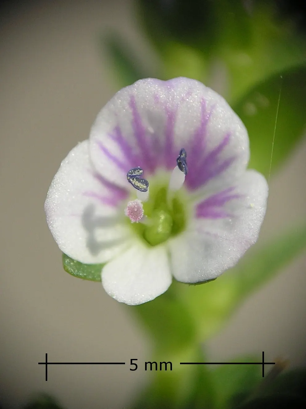 Speedwell (Veronica Repens) — perennial ground cover that is notable for its adaptability and ease of care