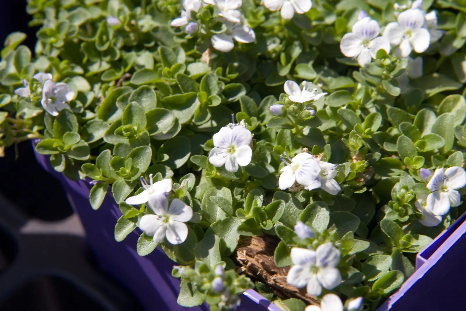 Speedwell (Veronica Repens) — ground cover with white blooms; making it an excellent choice for a variety of landscape designs, image 111