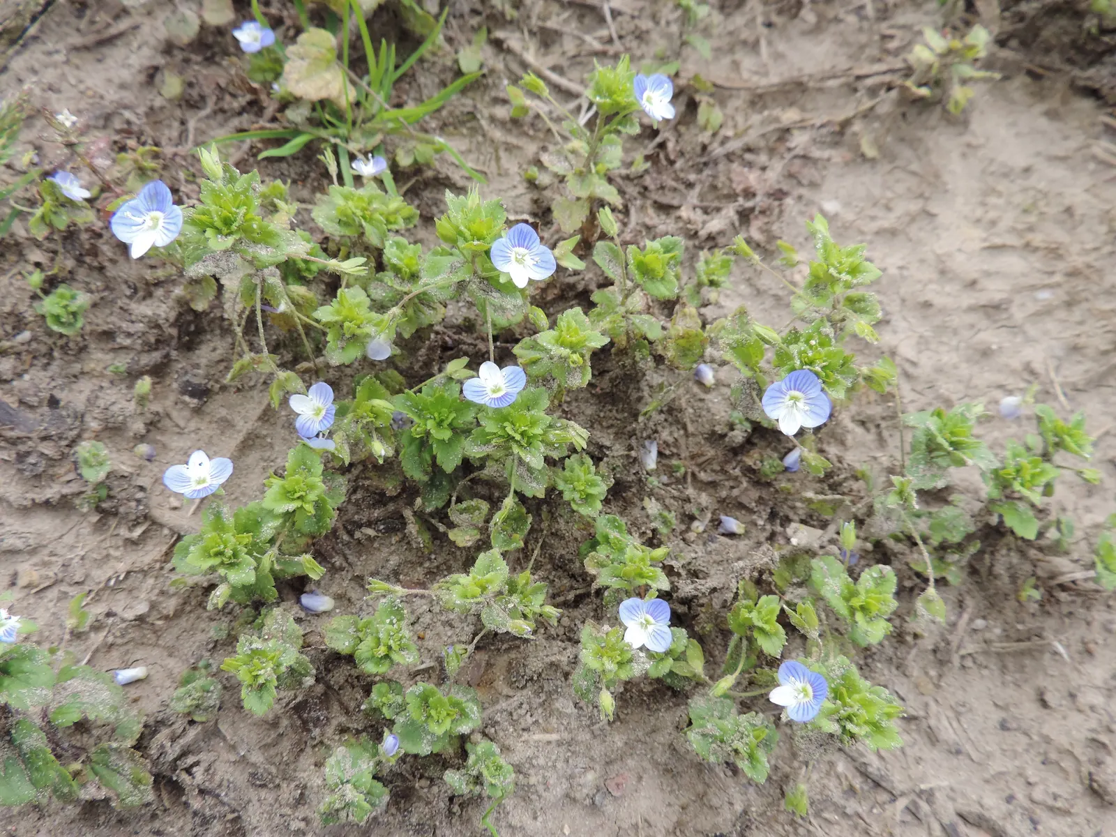 Speedwell (Veronica Repens) — perennial ground cover that is notable for its adaptability and ease of care; ideally suited for ground cover or, image 149