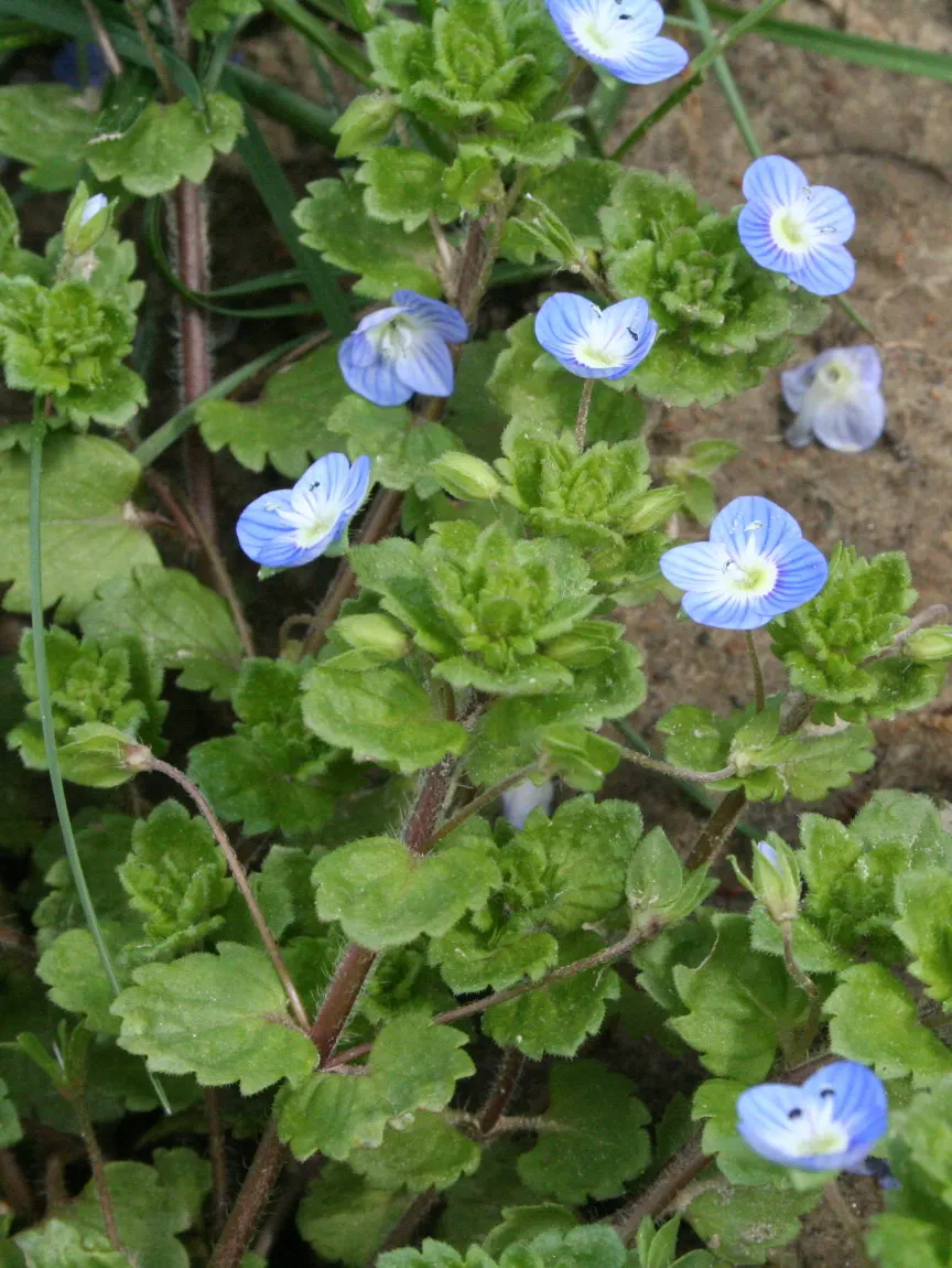 Speedwell (Veronica Repens) — Thriving in USDA zones 6-9, it prefers full sun to partial shade and well-draining soil