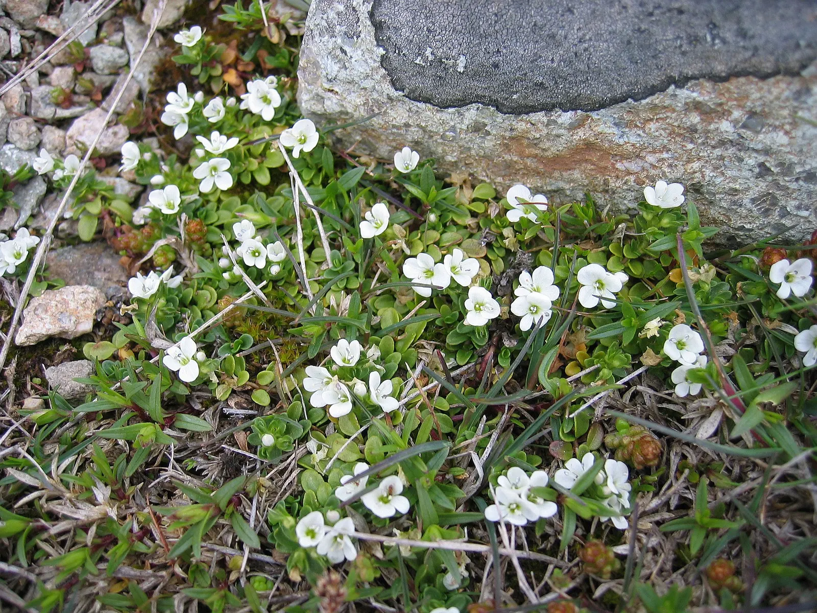 Speedwell (Veronica Repens) — Drought-tolerant once established and requires minimal maintenance; making it an excellent choice for a variety of, image 147