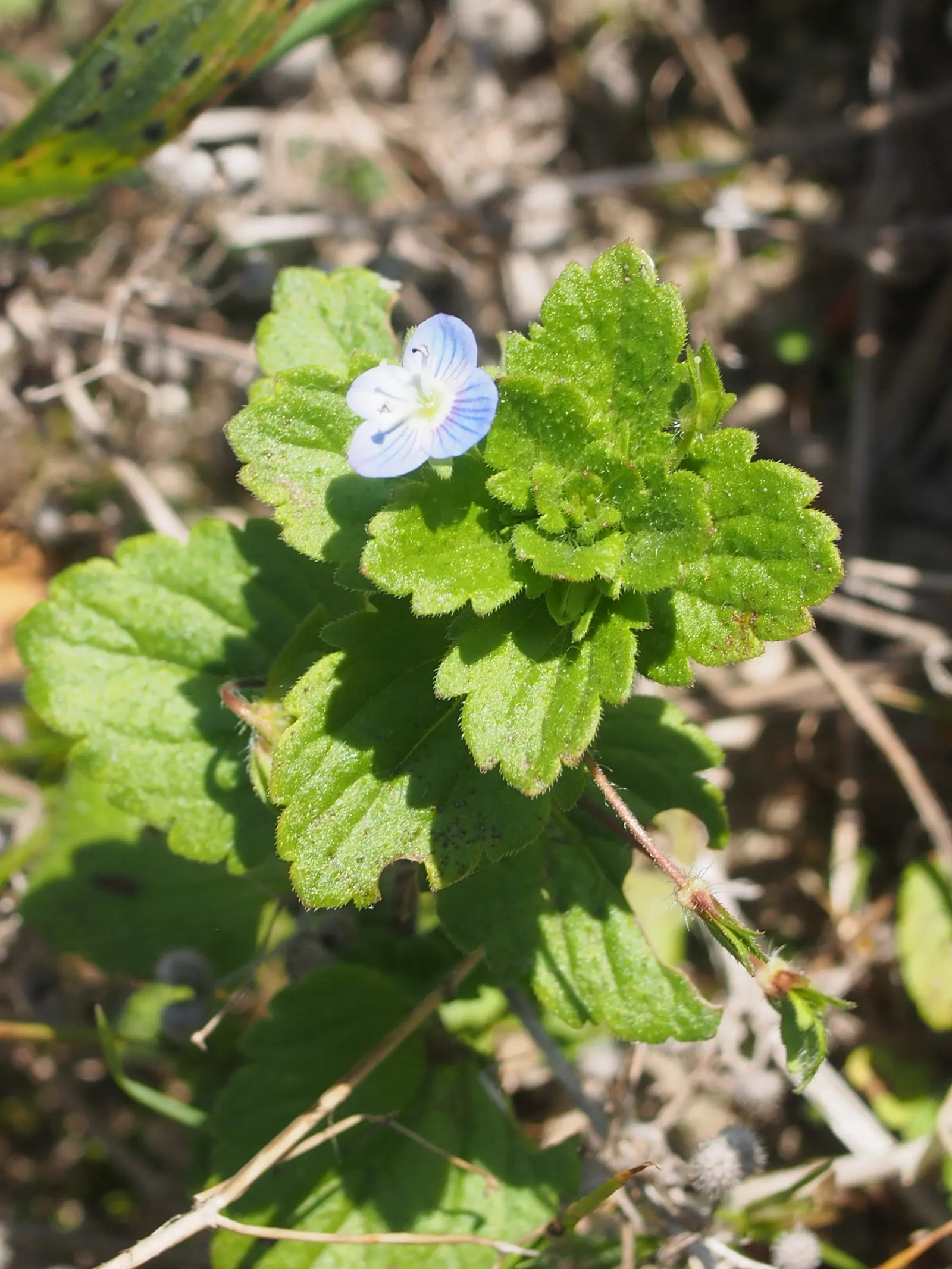 Speedwell (Veronica Repens) — the Veronica repens will be a charming and dependable component of their garden; requiring little care while, image 80