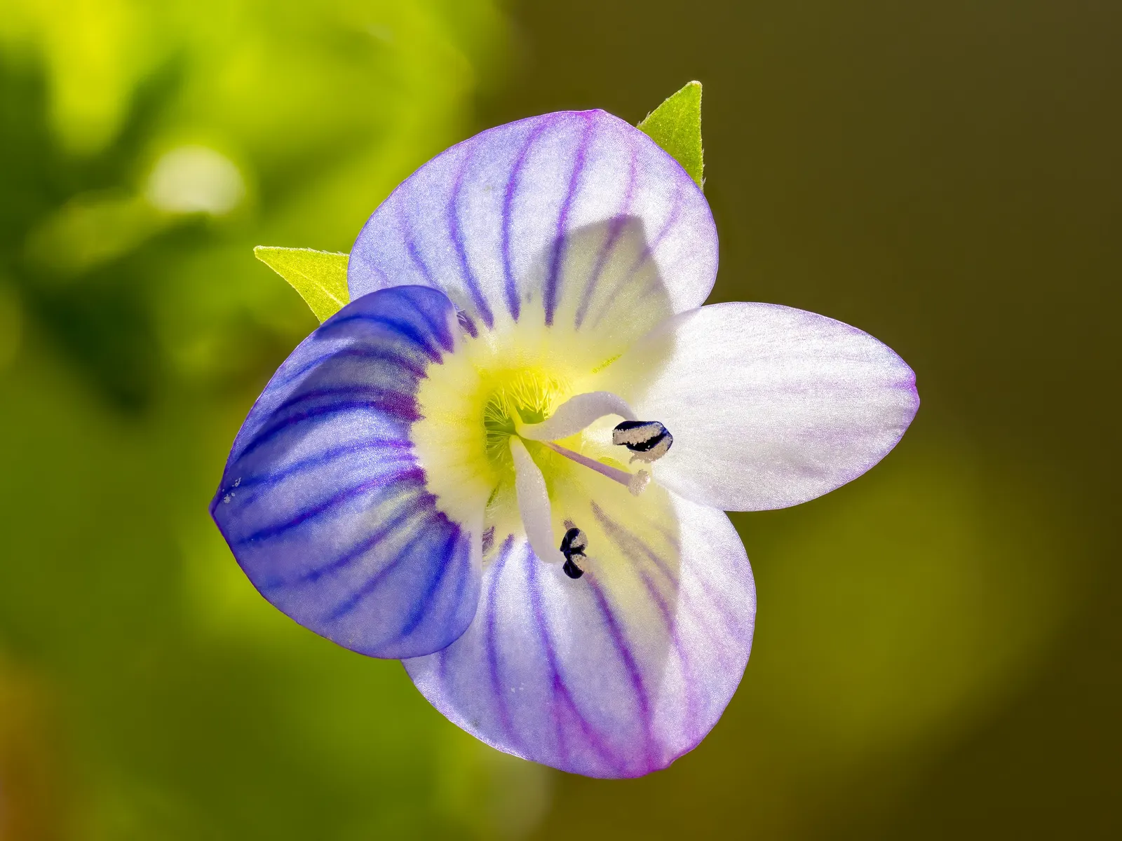 Speedwell (Veronica Repens) — Drought-tolerant once established and requires minimal maintenance; making it an excellent choice for a variety of, image 119
