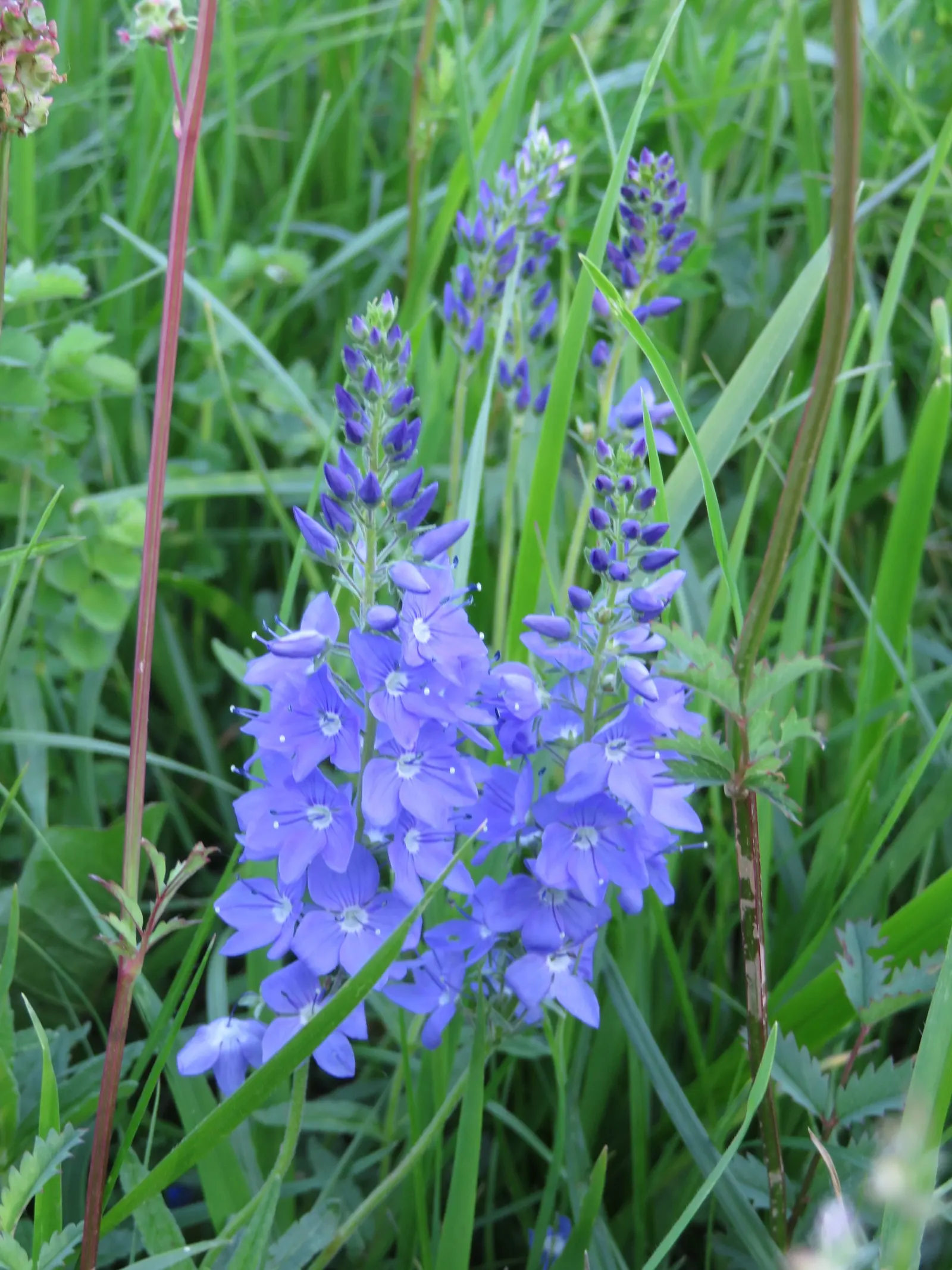 Speedwell (Veronica Repens) — creating a lush carpet of foliage; requiring little care while providing an extended season of visual interest, image 152