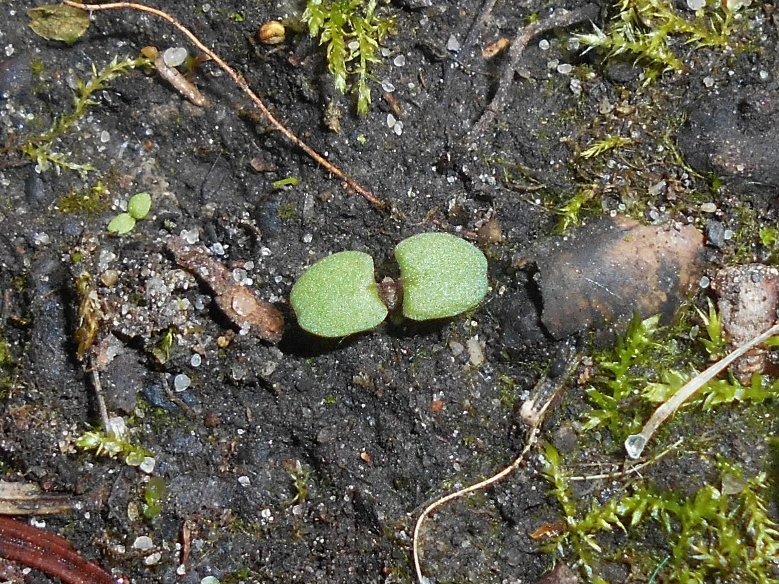 Speedwell (Veronica Repens) — It can serve as an elegant border; ideally suited for ground cover or between stepping stones, image 105