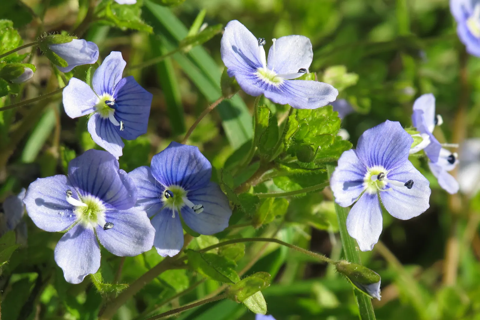 Speedwell (Veronica Repens) — The leaves of Veronica repens are small and glossy; ideally suited for ground cover or between stepping stones, image 69