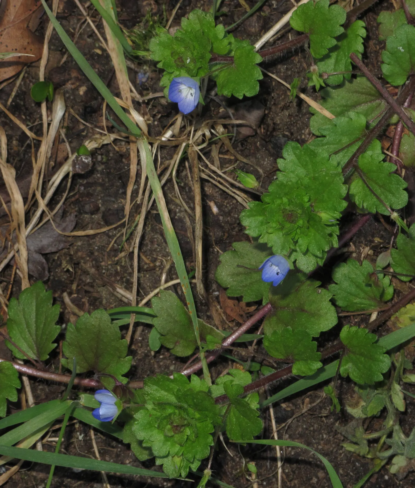 Speedwell (Veronica Repens) — scientifically referred to as Veronica repens; requiring little care while providing an extended season of visual, image 64