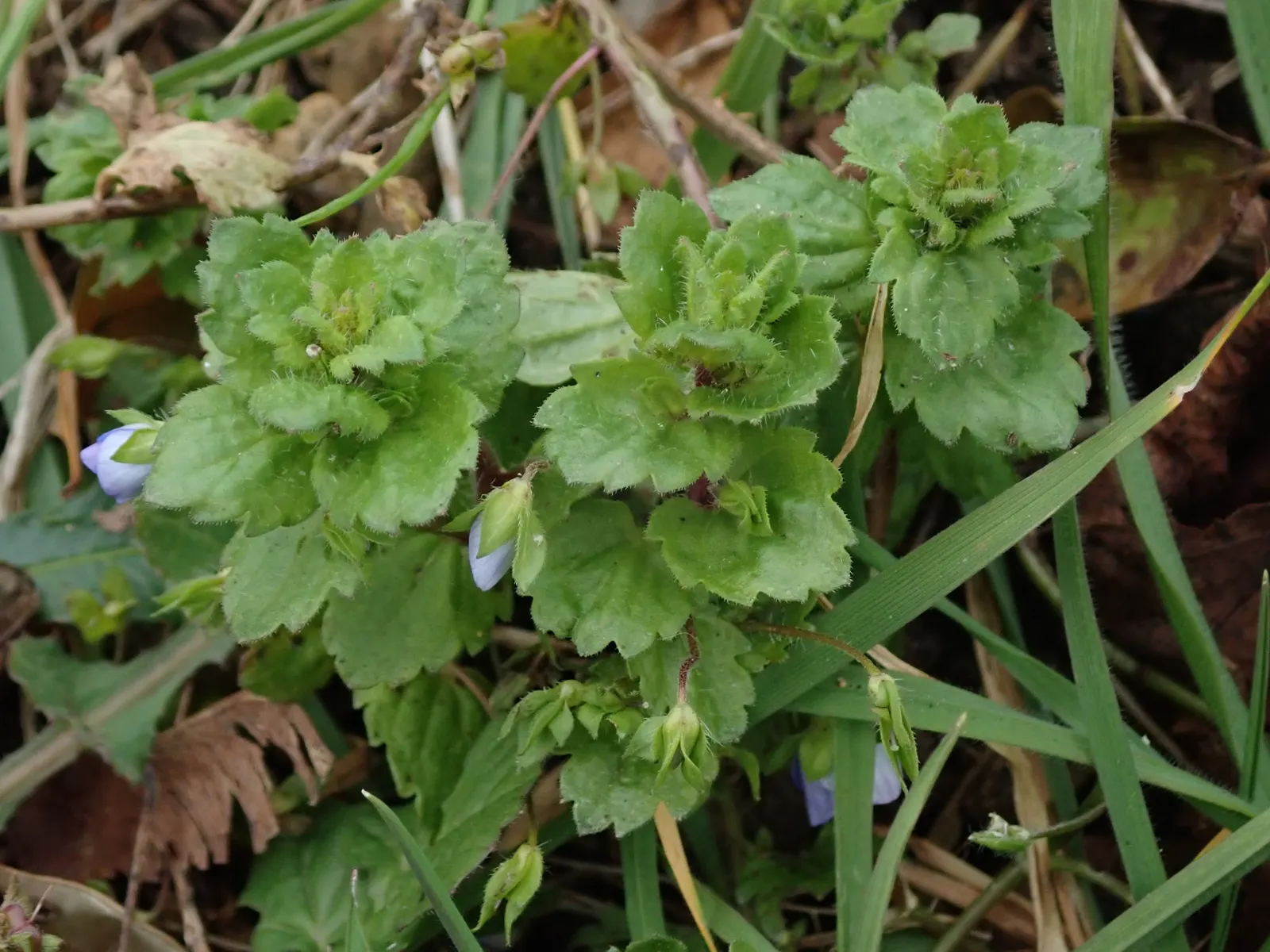 Speedwell (Veronica Repens) — Drought-tolerant once established and requires minimal maintenance; making it an excellent choice for a variety of, image 91