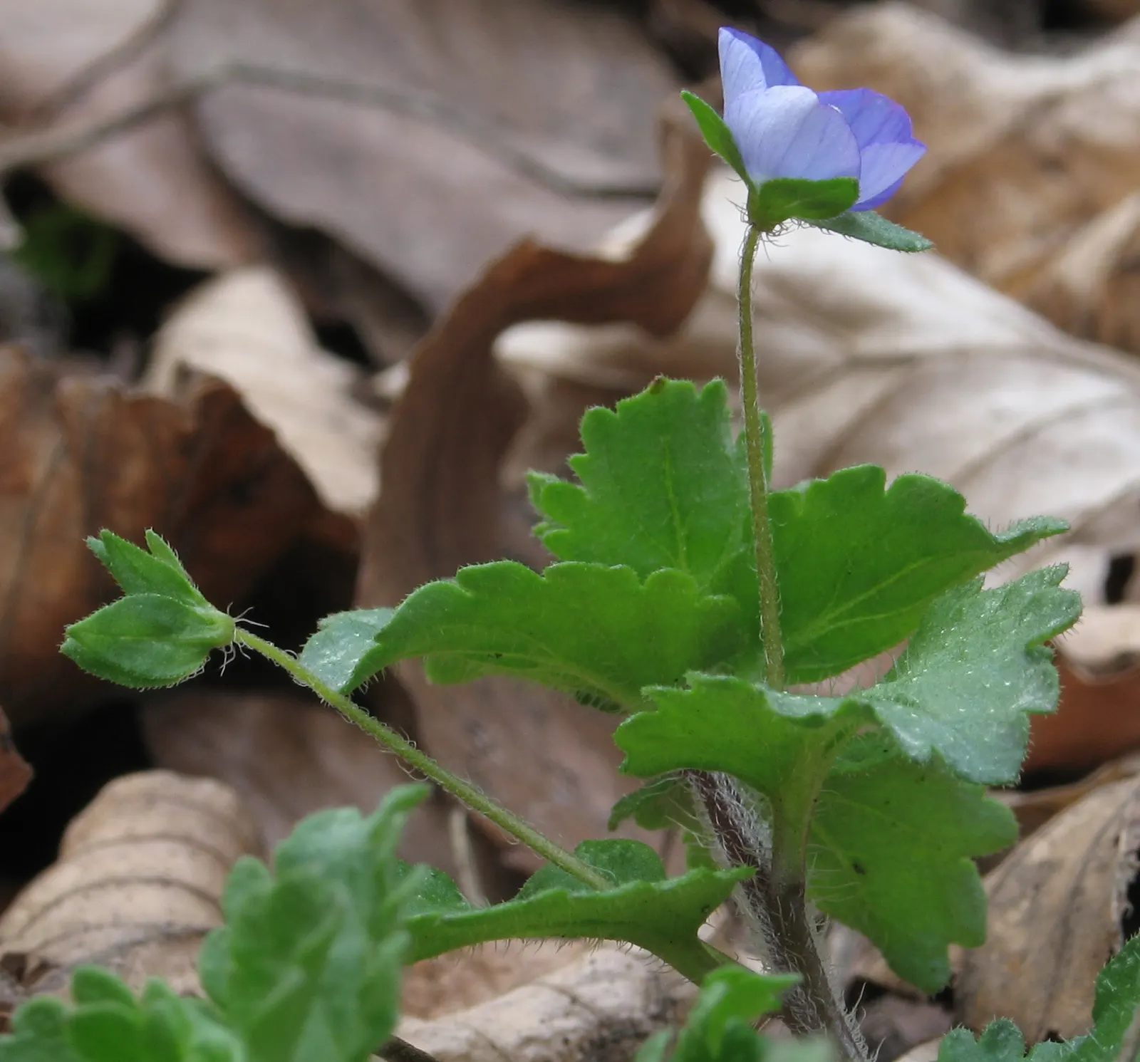Speedwell (Veronica Repens) — It can serve as an elegant border; ideally suited for ground cover or between stepping stones, image 77