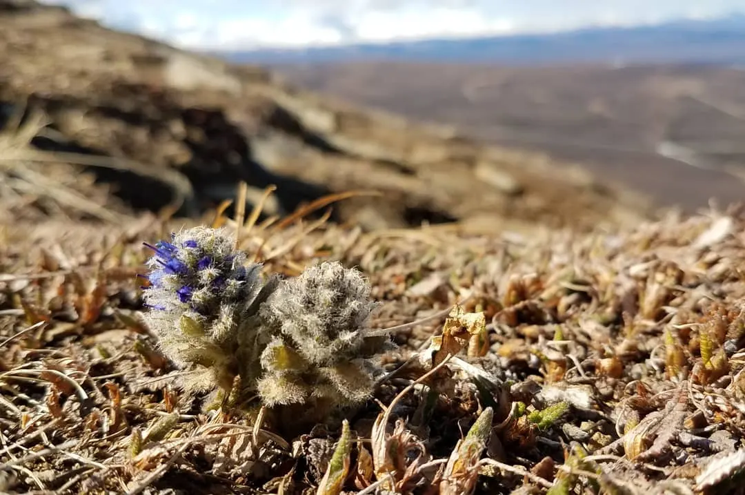 Speedwell (Veronica Repens) — The leaves of Veronica repens are small and glossy; ideally suited for ground cover or between stepping stones, image 153