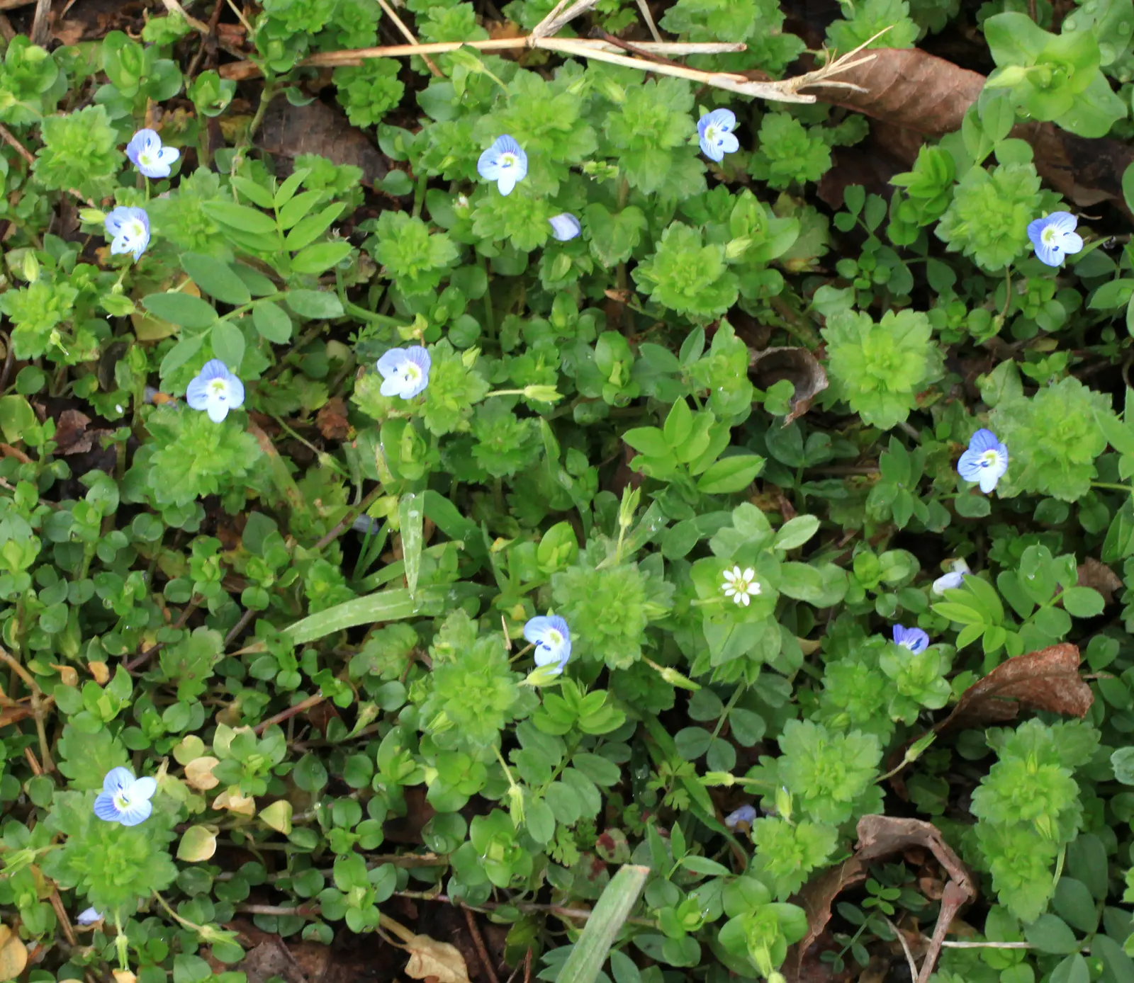 Speedwell (Veronica Repens) — creating a lush carpet of foliage