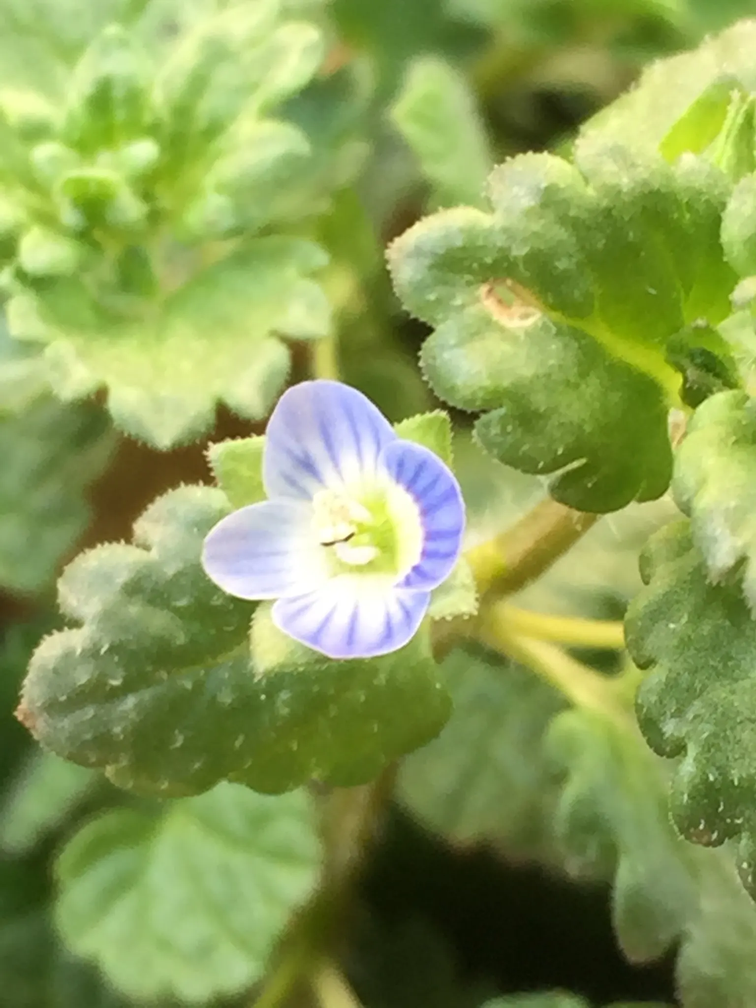 Speedwell (Veronica Repens) — making it an excellent choice for a variety of landscape designs; with a spreading habit that can extend outwards to, image 102