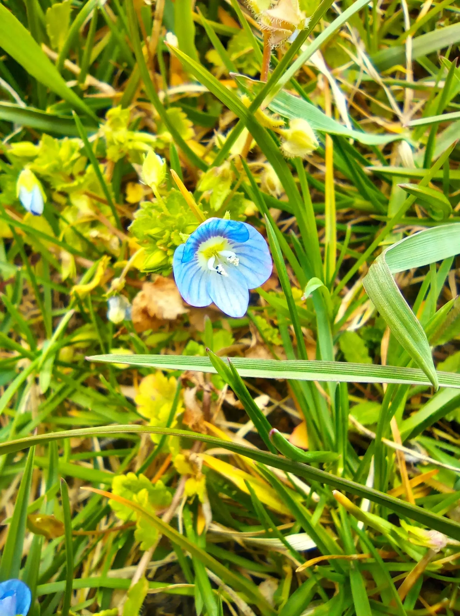 Speedwell (Veronica Repens) — fill in between stepping stones; with a spreading habit that can extend outwards to 12 to 18 inches, image 162