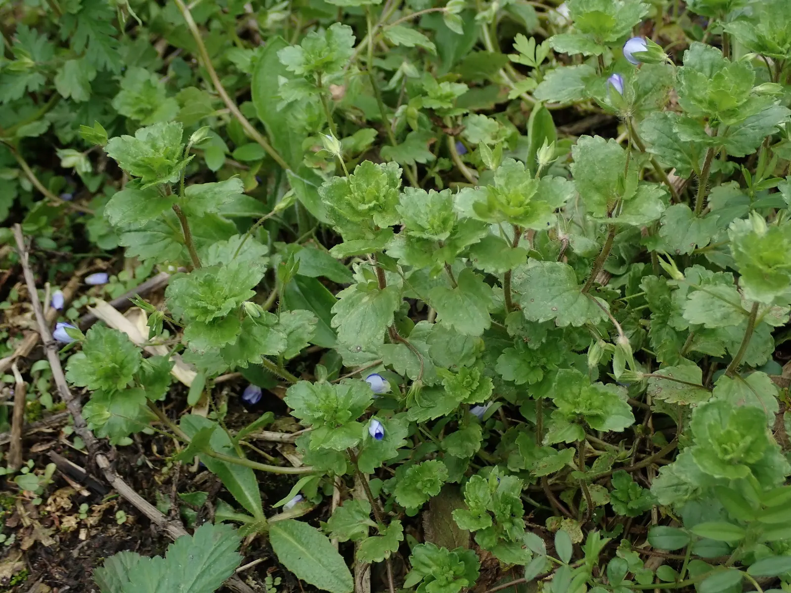 Speedwell (Veronica Repens) — Speedwell offers a beautiful and practical solution for ground coverage; requiring little care while providing an, image 76
