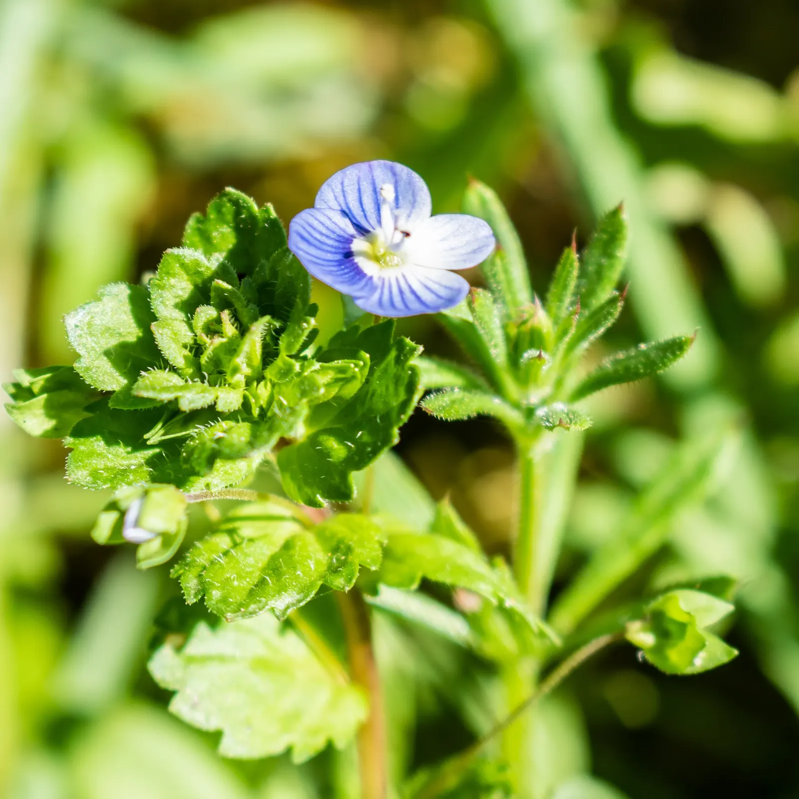 Speedwell (Veronica Repens) — spreading 12-18 inches wide; making it an excellent choice for a variety of landscape designs, image 115