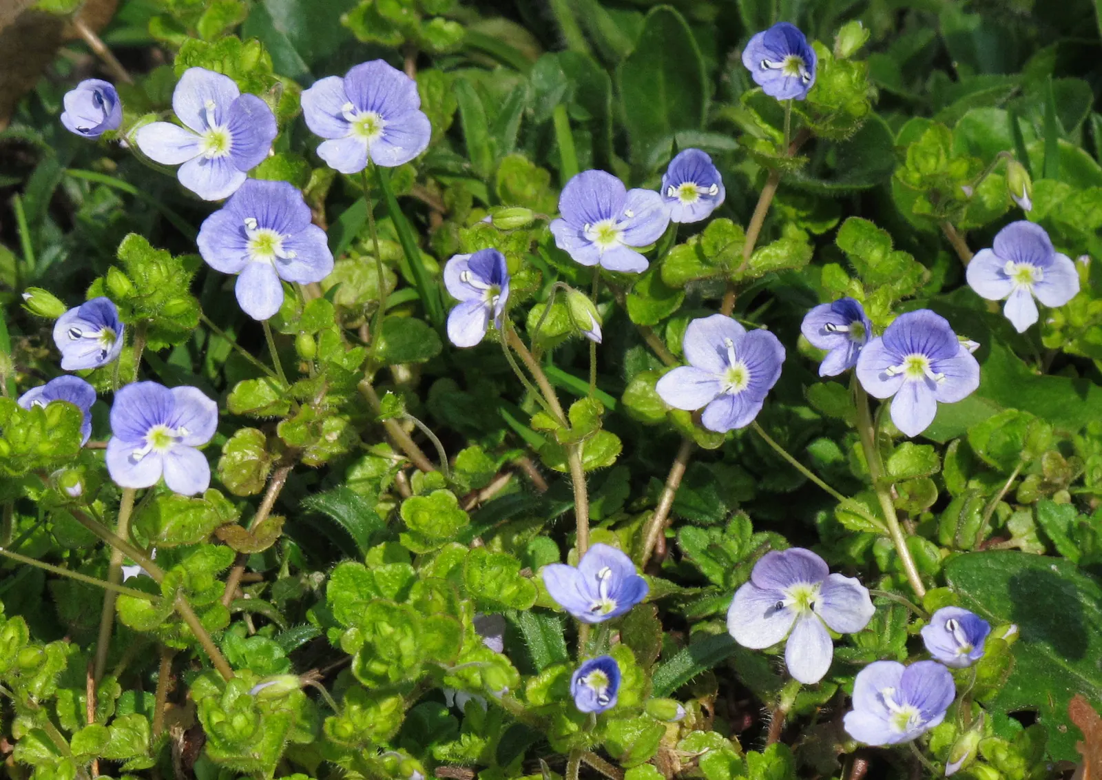 Speedwell (Veronica Repens) — scientifically referred to as Veronica repens; requiring little care while providing an extended season of visual, image 92