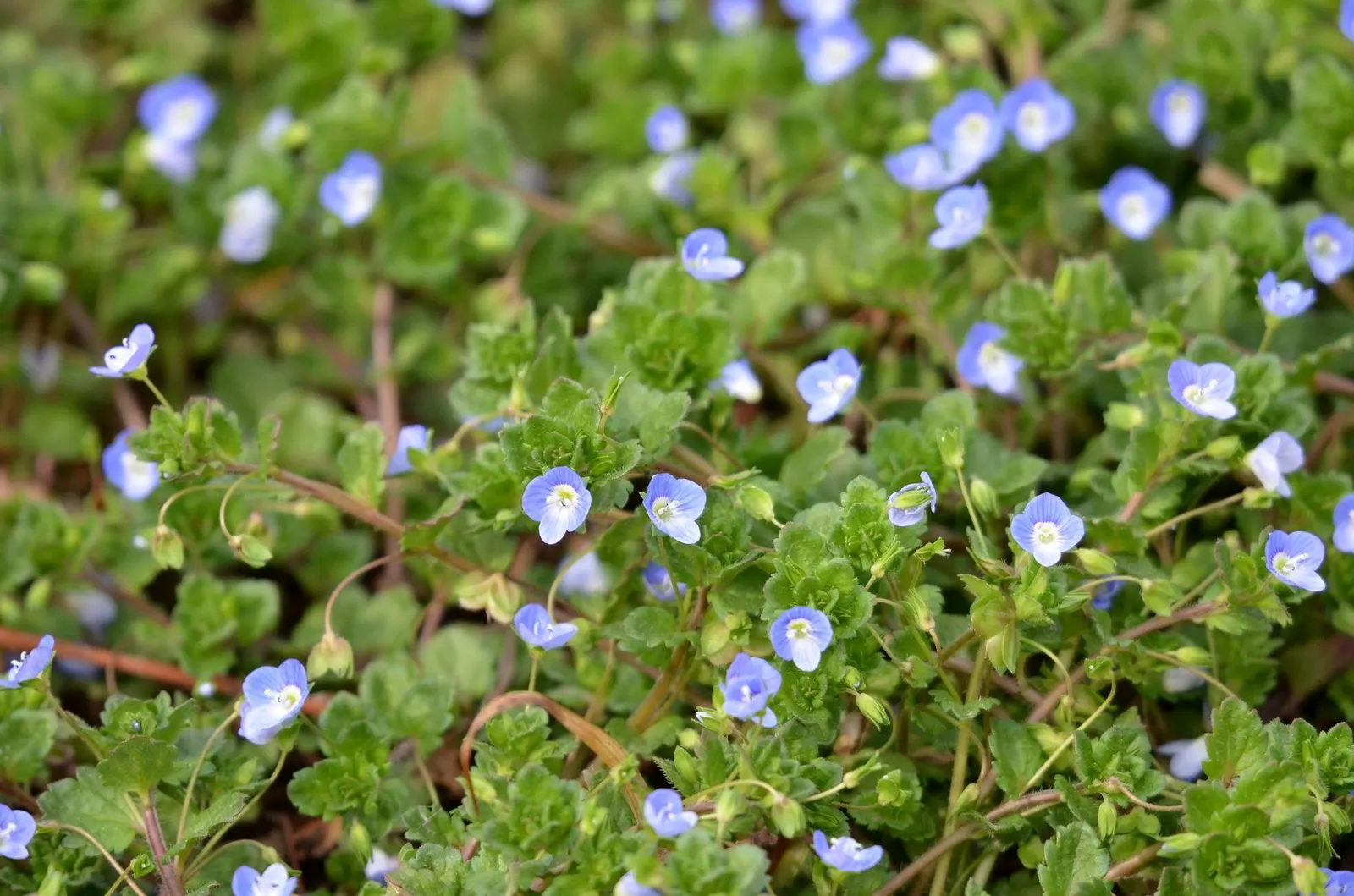 Speedwell (Veronica Repens) — or blanket slope areas where erosion control is desired; making it an excellent choice for a variety of landscape designs