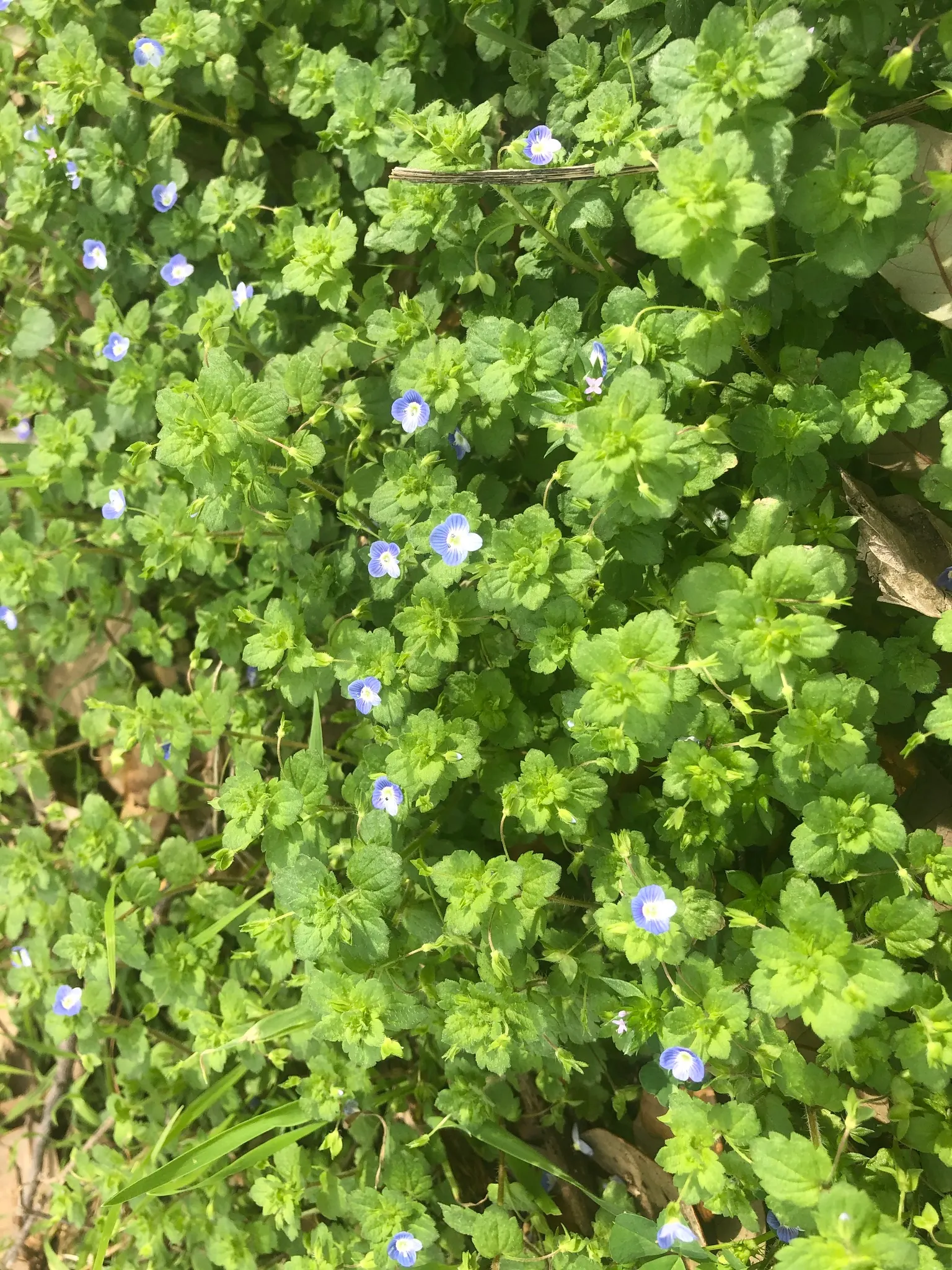 Speedwell (Veronica Repens) — or blanket slope areas where erosion control is desired; making it an excellent choice for a variety of landscape, image 135