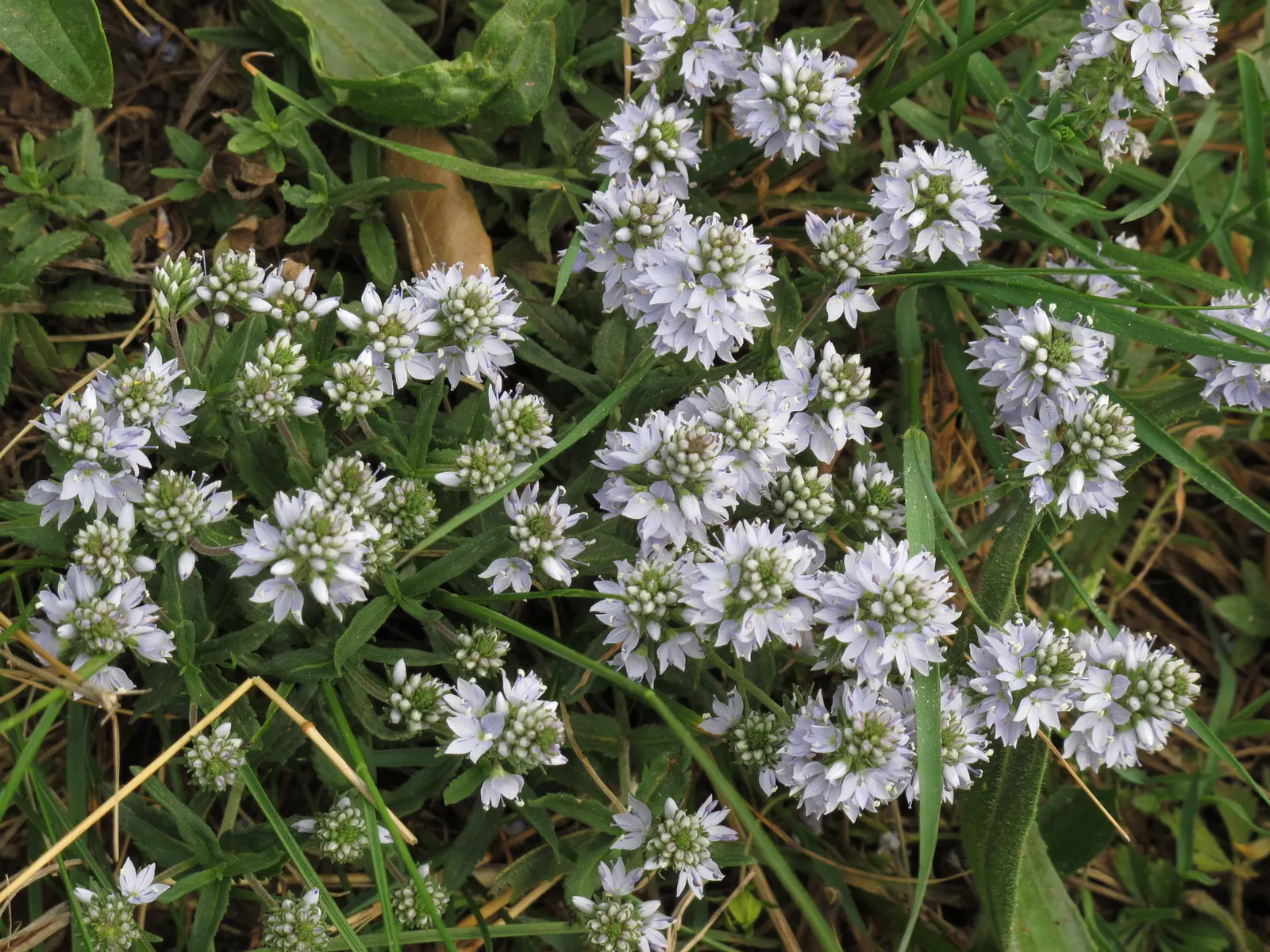 Speedwell (Veronica Repens) — which bring a splash of color and can attract pollinators such as bees and butterflies to the garden; making it an, image 155