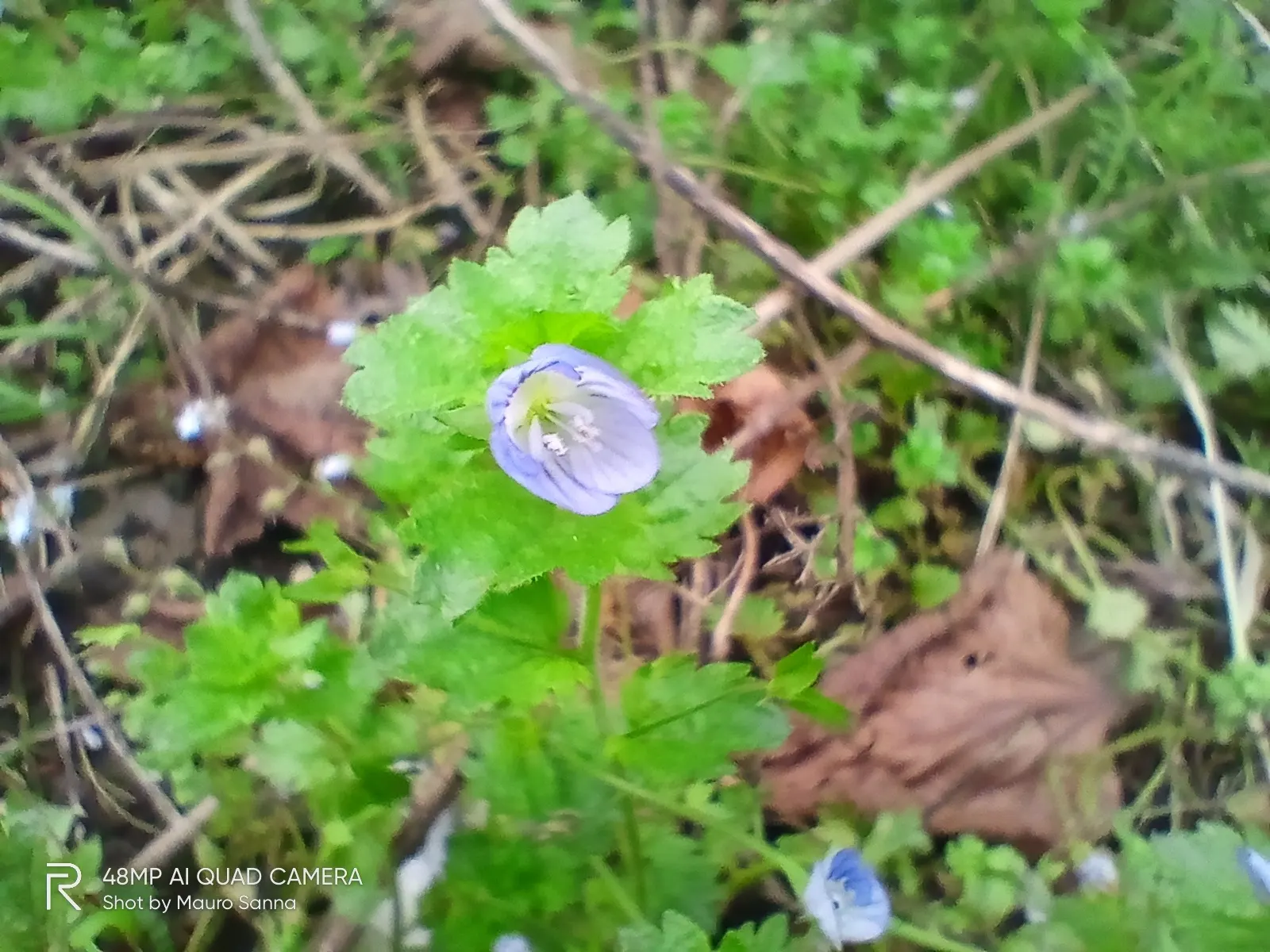 Speedwell (Veronica Repens) — It is versatile enough to tolerate partial shade or full sun; ideally suited for ground cover or between stepping, image 73