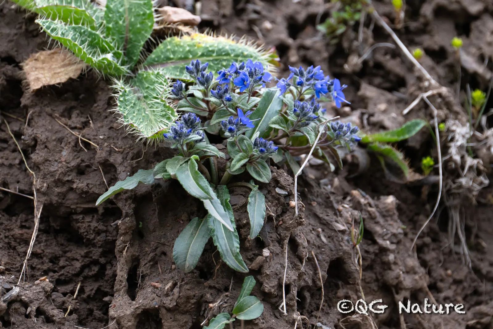 Speedwell (Veronica Repens) — white flowers in the garden