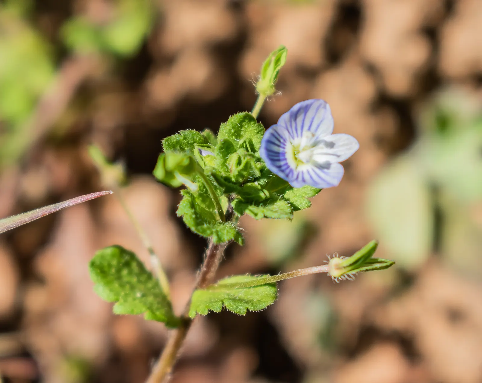 Speedwell (Veronica Repens) — The bloom period lasts for several weeks; requiring little care while providing an extended season of visual interest