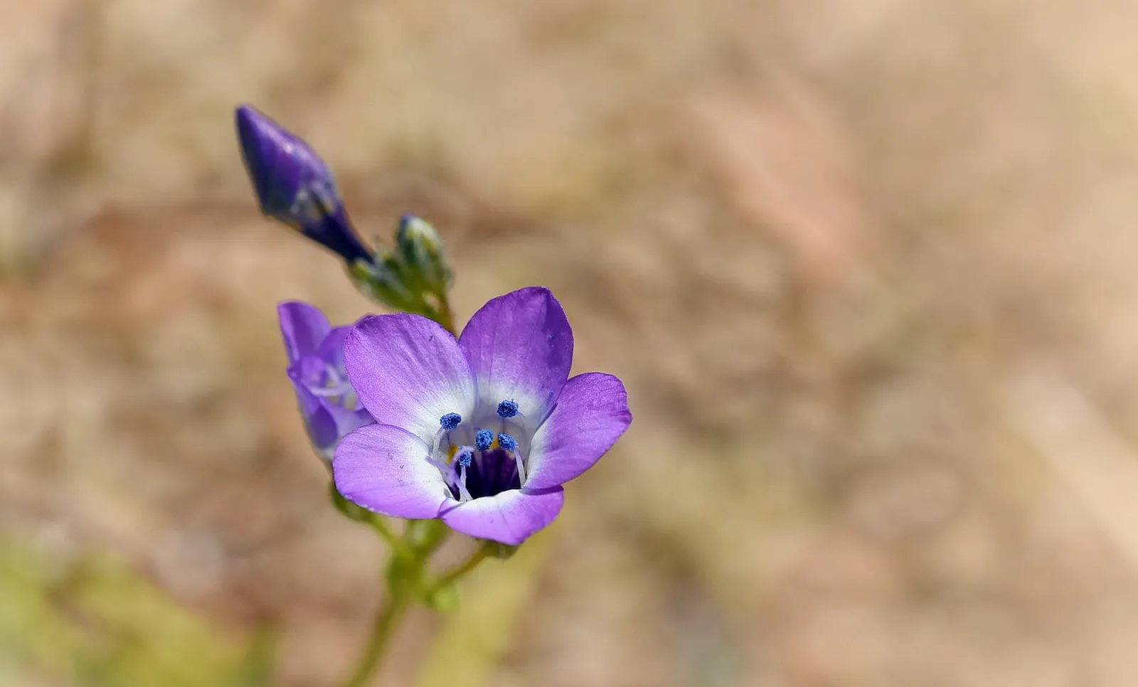 Speedwell (Veronica Repens) — It can serve as an elegant border; ideally suited for ground cover or between stepping stones, image 133