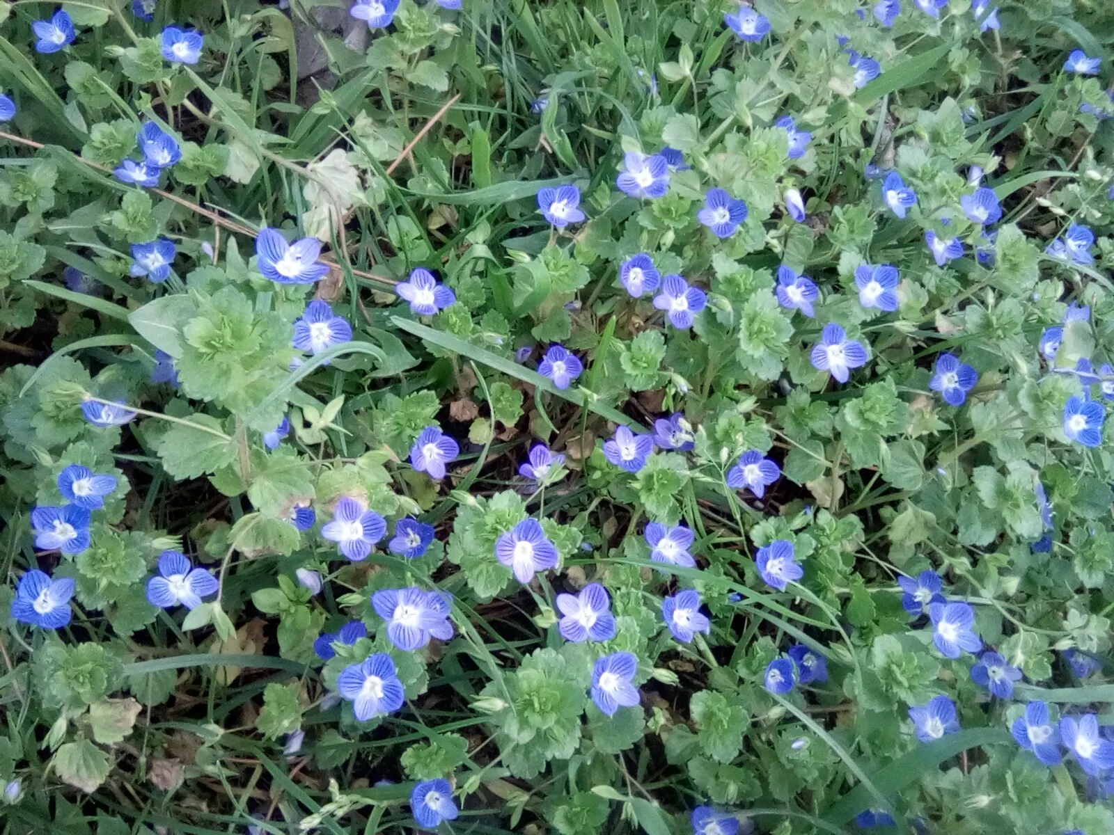 Speedwell (Veronica Repens) — white flowers in the garden; with a spreading habit that can extend outwards to 12 to 18 inches