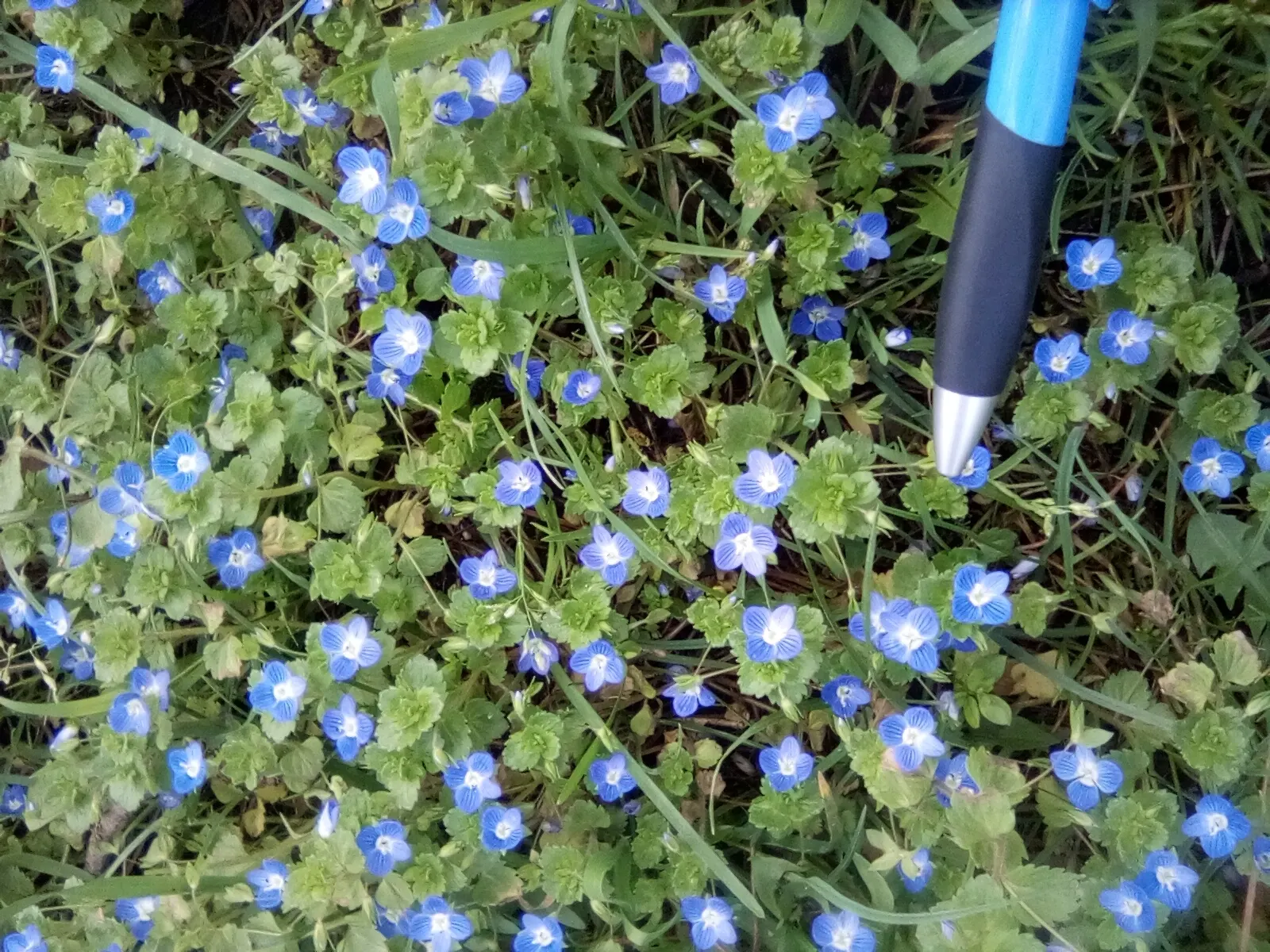 Speedwell (Veronica Repens) — This plant requires minimal maintenance; making it an excellent choice for a variety of landscape designs, image 103