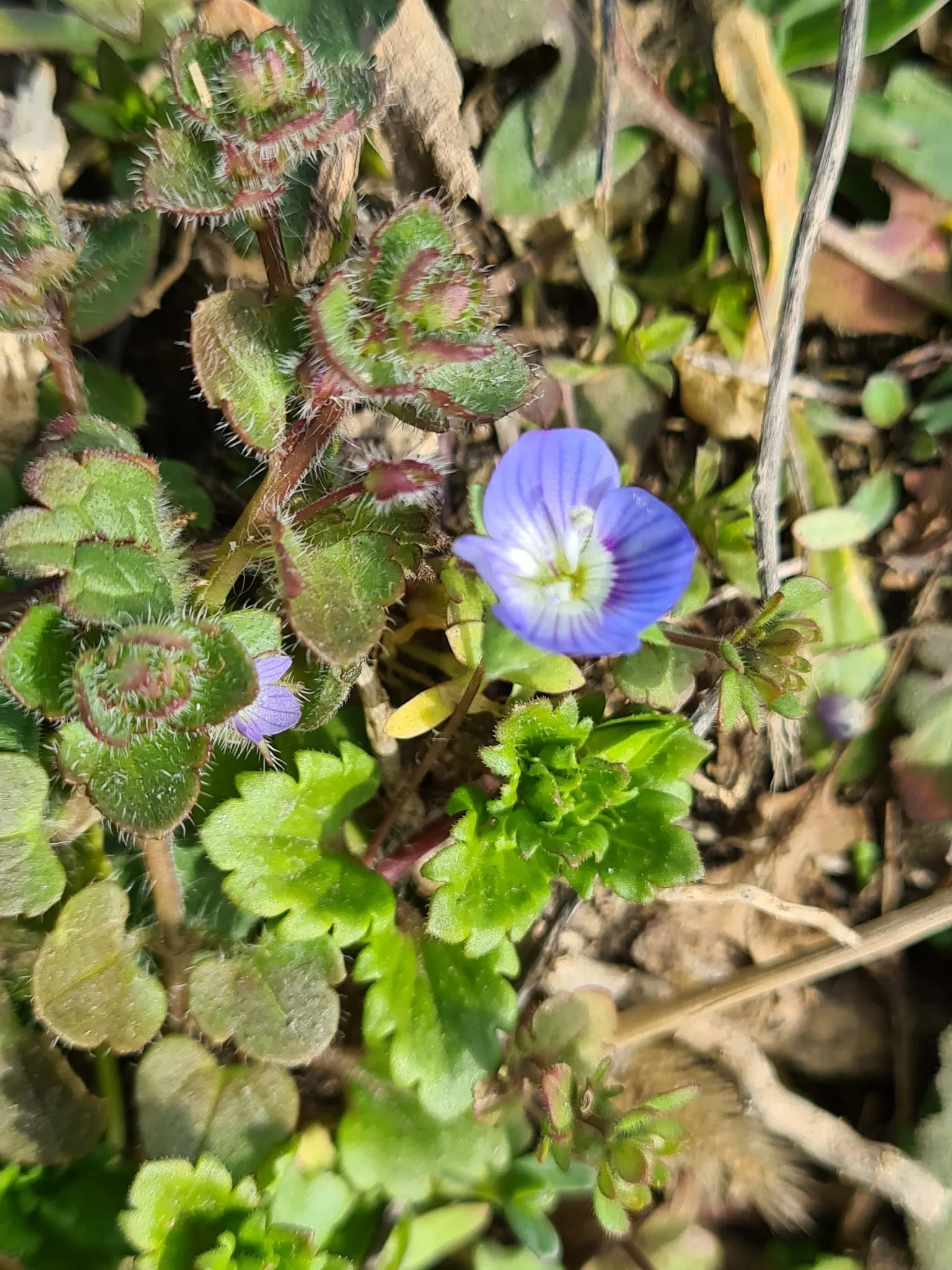 Speedwell (Veronica Repens) — Speedwell offers a beautiful and practical solution for ground coverage; requiring little care while providing an extended season