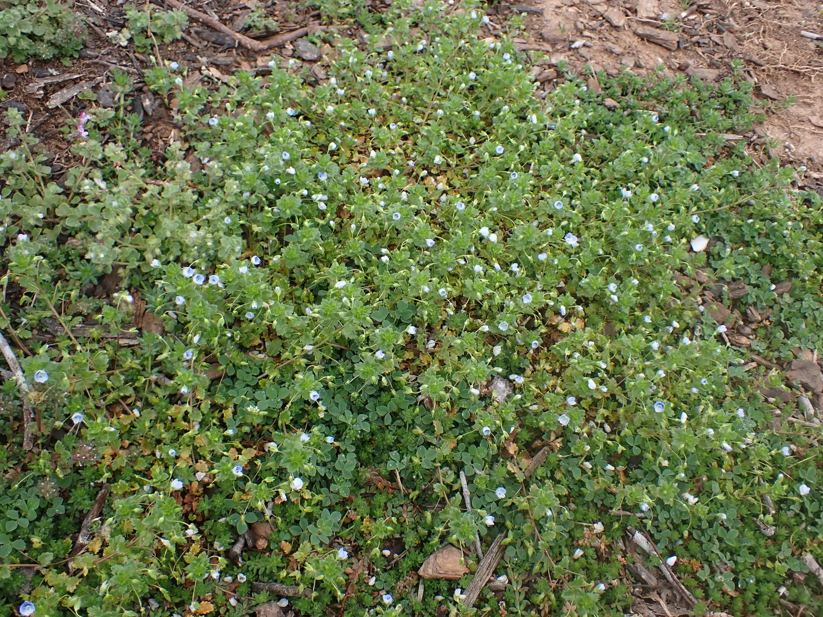 Speedwell (Veronica Repens) — perennial ground cover that is notable for its adaptability and ease of care; ideally suited for ground cover or, image 121