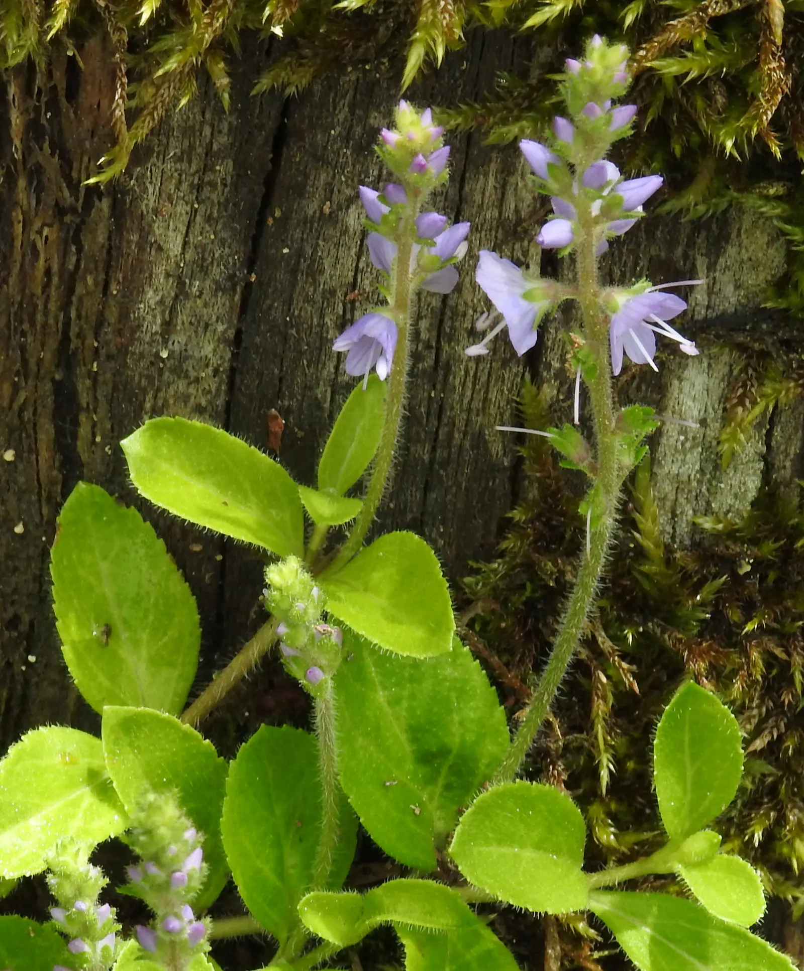 Speedwell (Veronica Repens) — It is versatile enough to tolerate partial shade or full sun; ideally suited for ground cover or between stepping, image 101