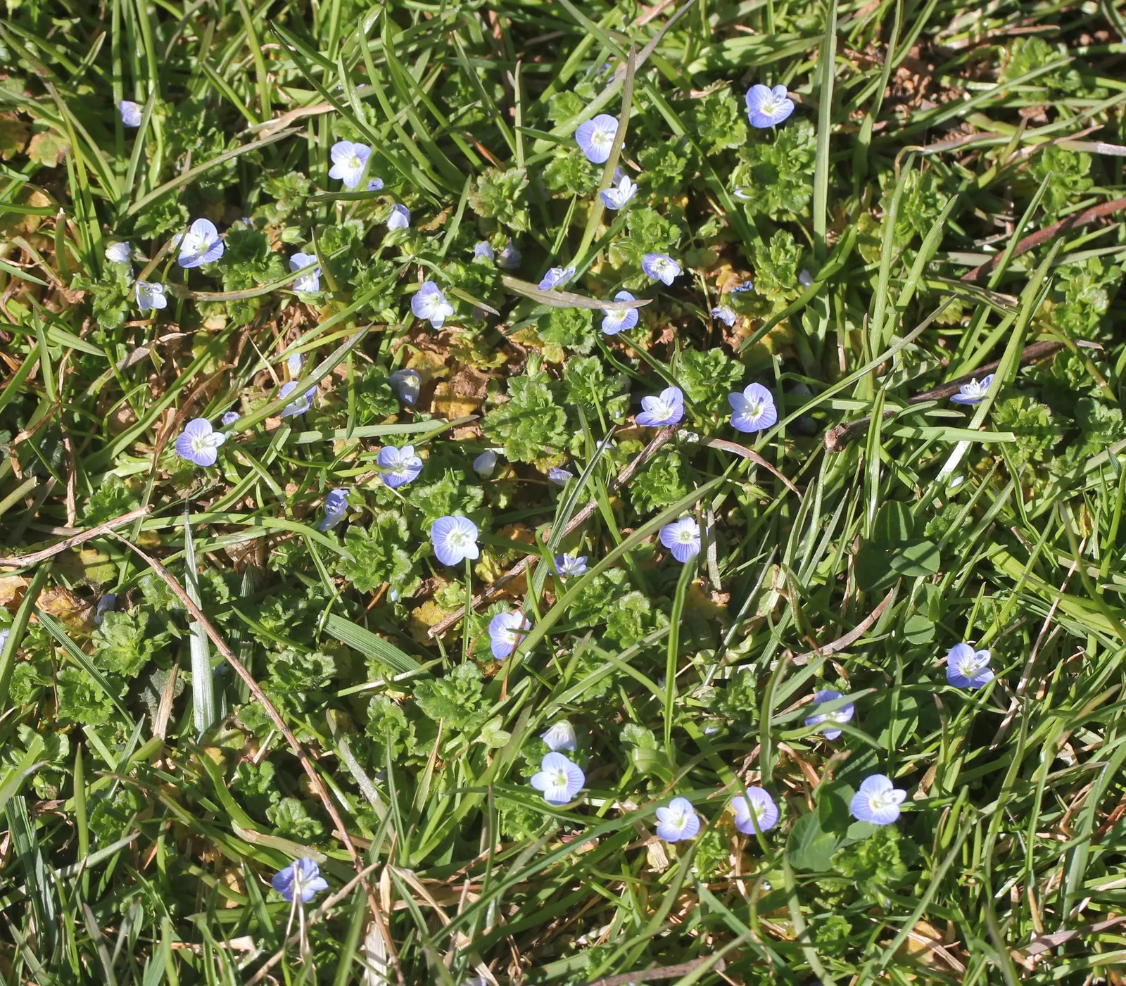 Speedwell (Veronica Repens) — Flowers are a soft blue to lavender hue; with a spreading habit that can extend outwards to 12 to 18 inches, image 154