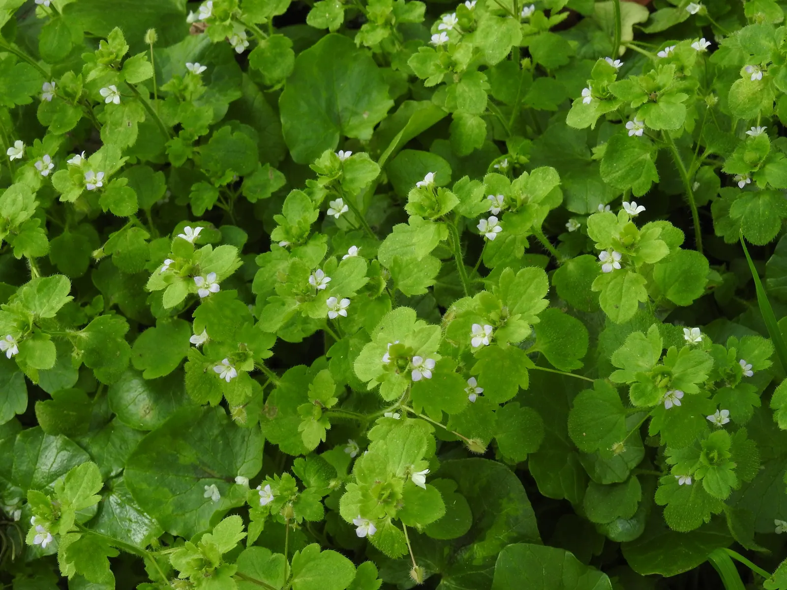 Speedwell (Veronica Repens) — scientifically referred to as Veronica repens; requiring little care while providing an extended season of visual, image 120