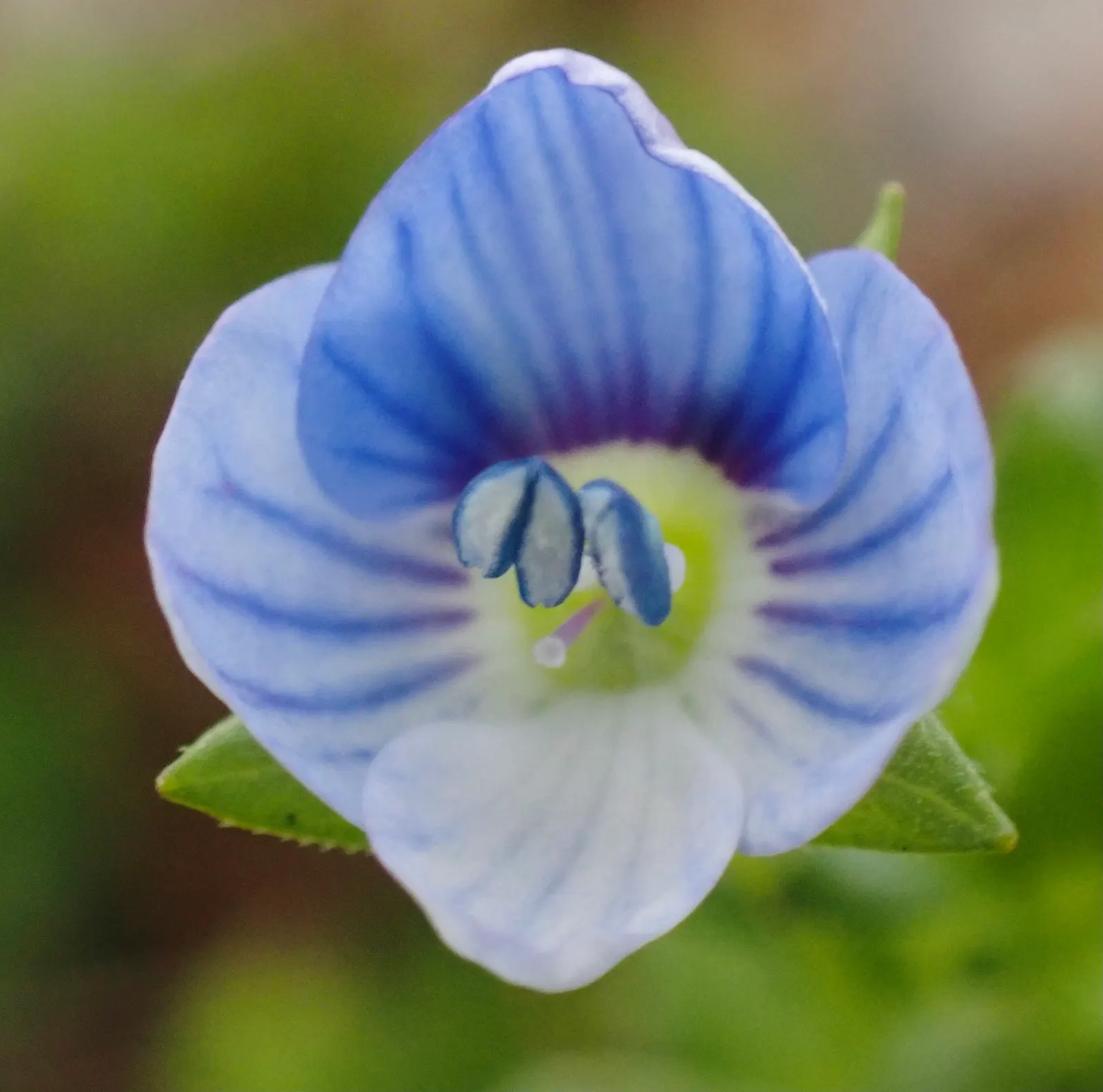 Speedwell (Veronica Repens) — perennial ground cover that is notable for its adaptability and ease of care; ideally suited for ground cover or between stepping