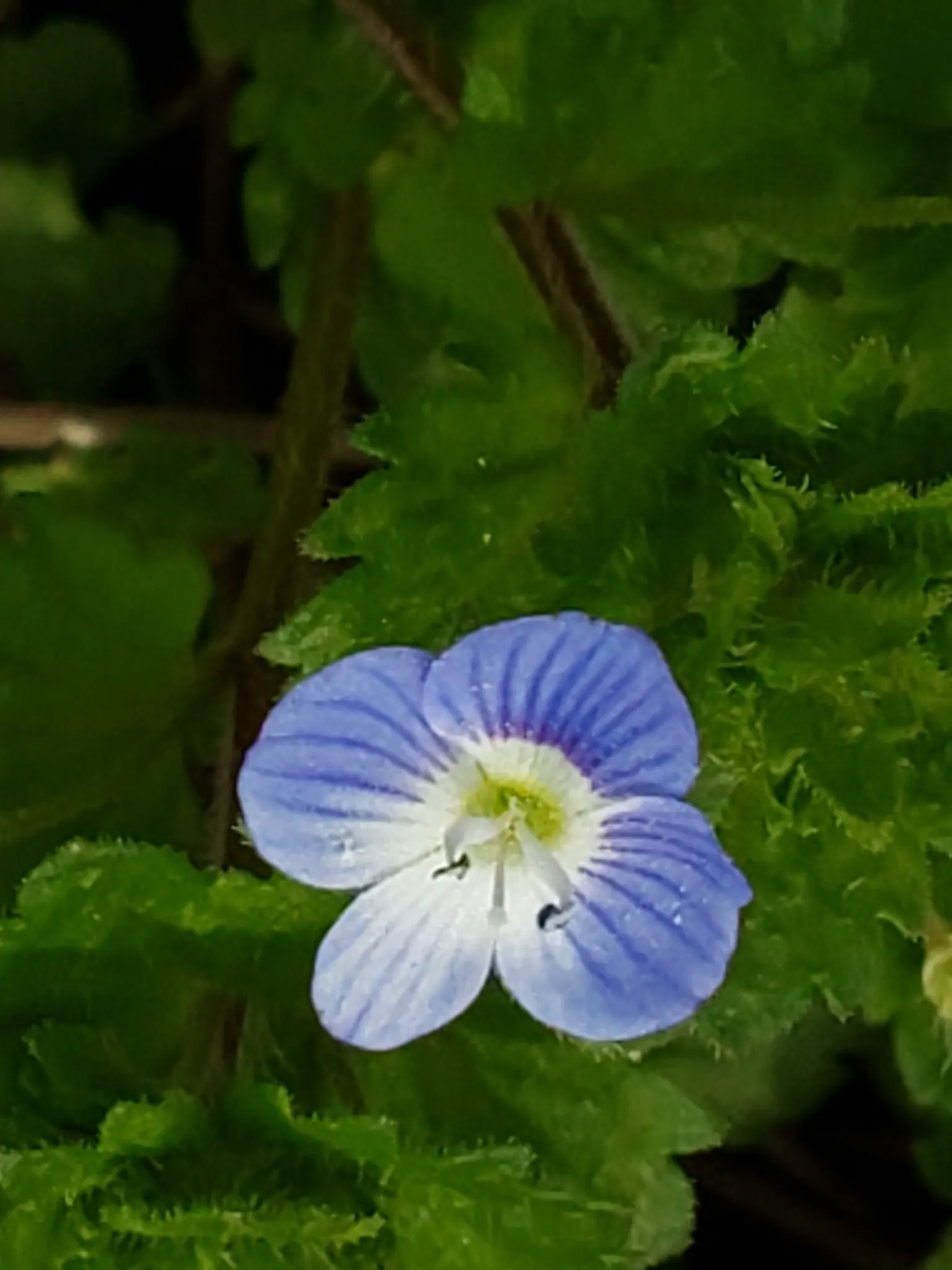 Speedwell (Veronica Repens) — It can serve as an elegant border; ideally suited for ground cover or between stepping stones, image 161