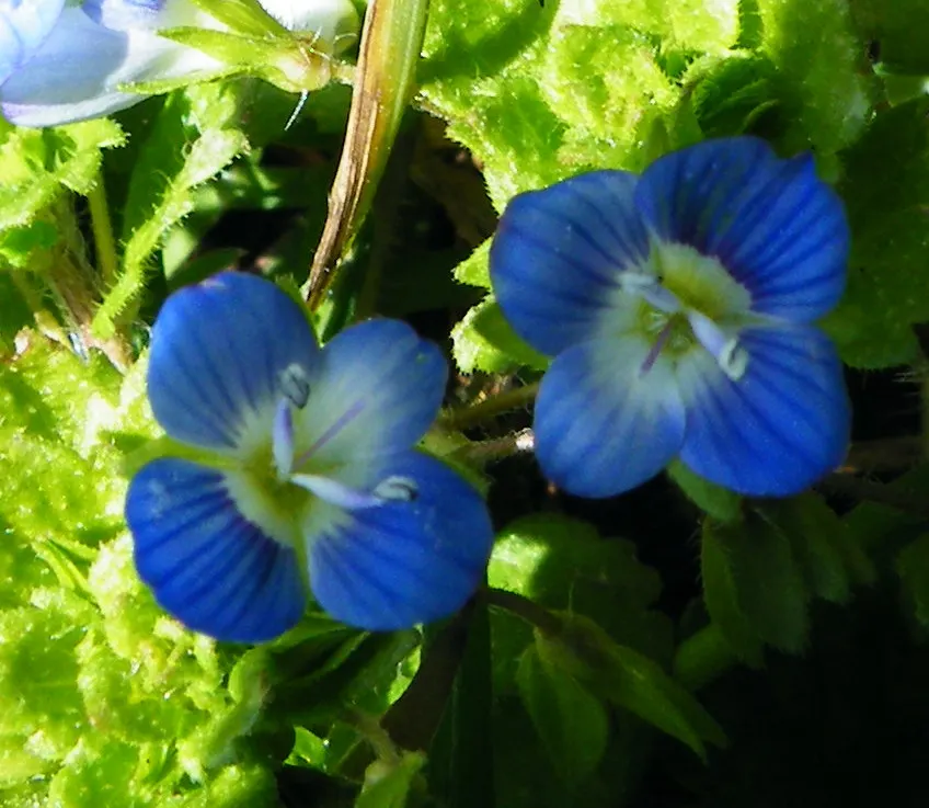 Speedwell (Veronica Repens) — ideally suited for ground cover or between stepping stones