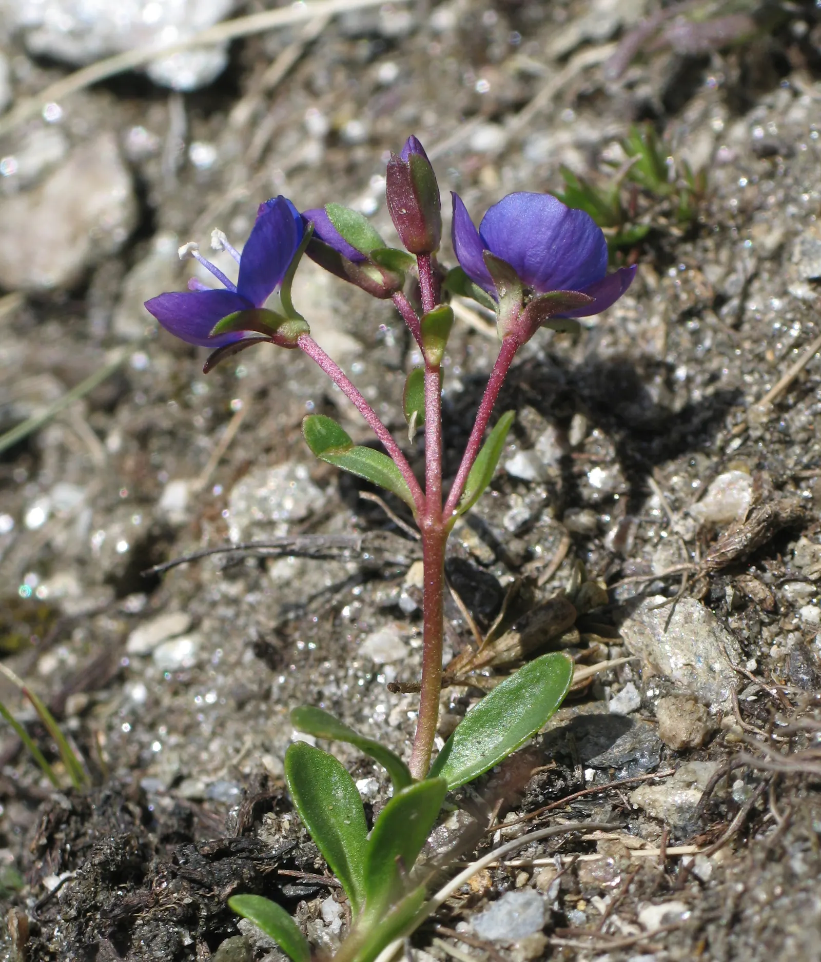 Speedwell (Veronica Repens) — ground cover for full