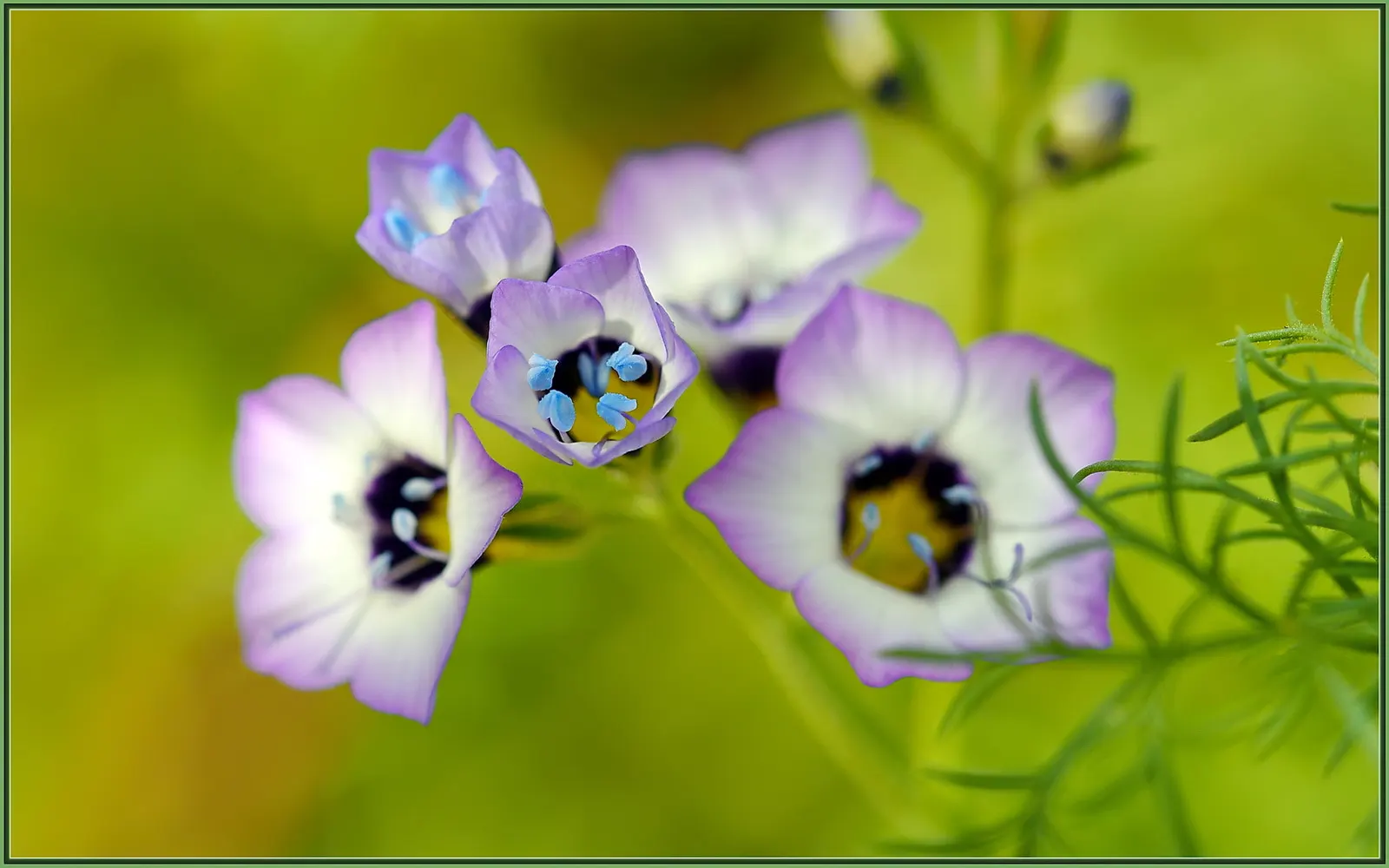 Speedwell (Veronica Repens) — Small, delicate sky-blue flowers bloom in spring, adding a subtle splash of color; ideally suited for ground cover or, image 145