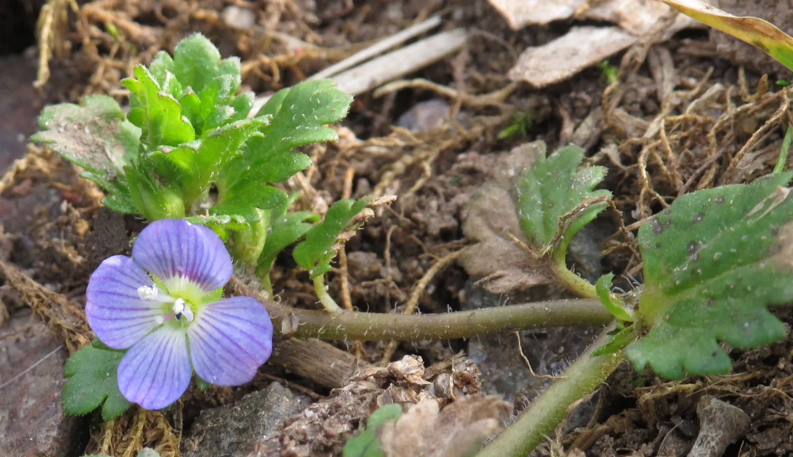 Speedwell (Veronica Repens) — scientifically referred to as Veronica repens; requiring little care while providing an extended season of visual interest