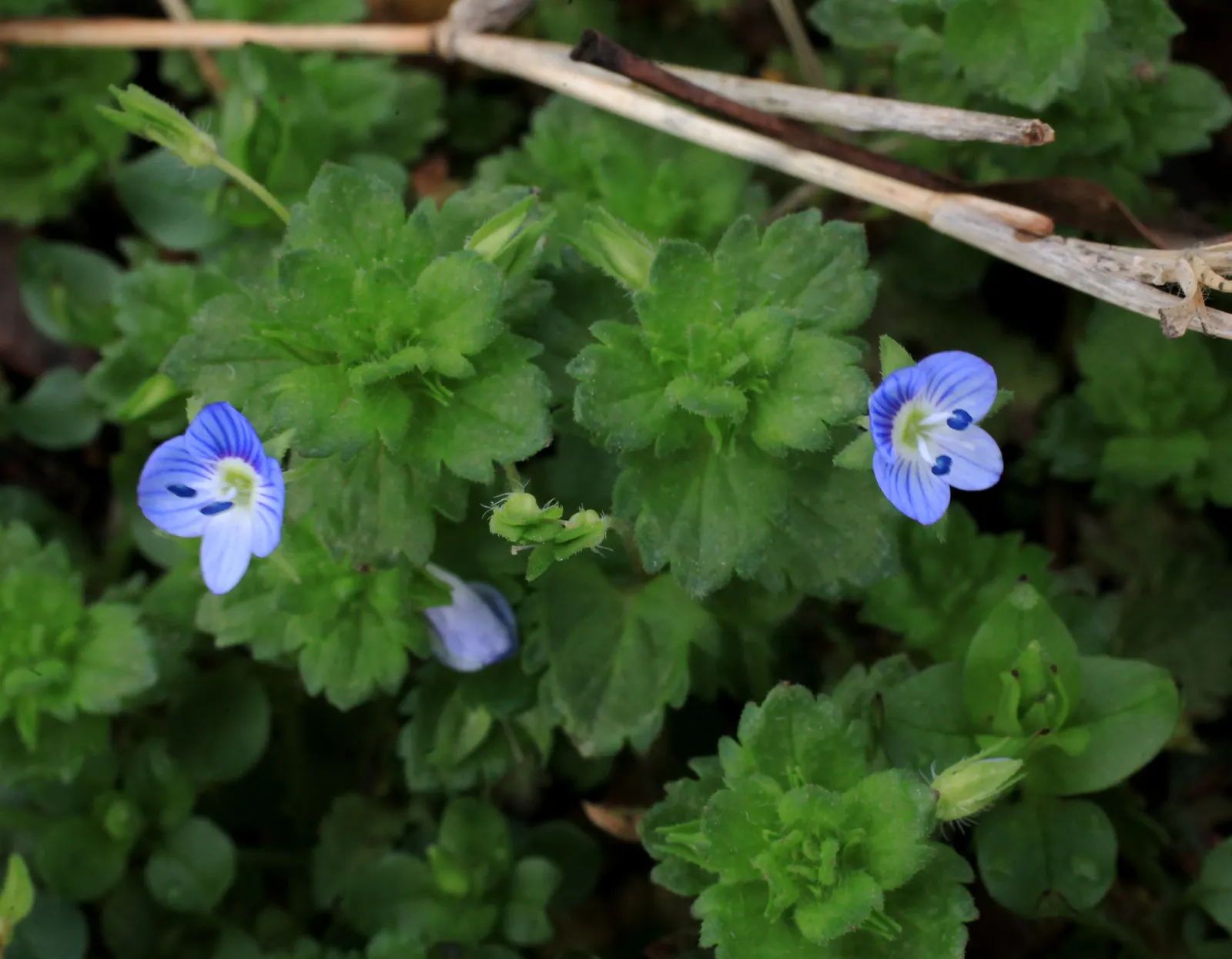Speedwell (Veronica Repens) — ideally suited for ground cover or between stepping stones; requiring little care while providing an extended season, image 116